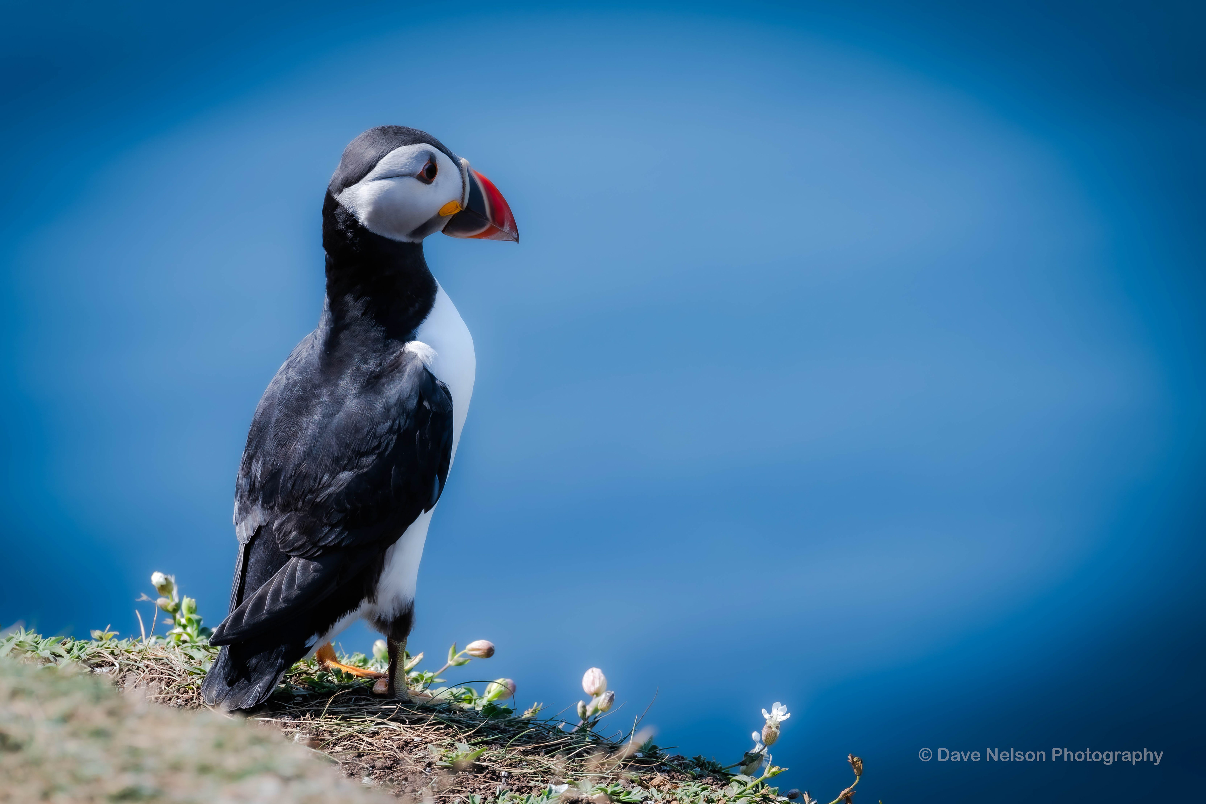 On The Lookout - Puffin, Lunga, Treshnish Isles, Scotland