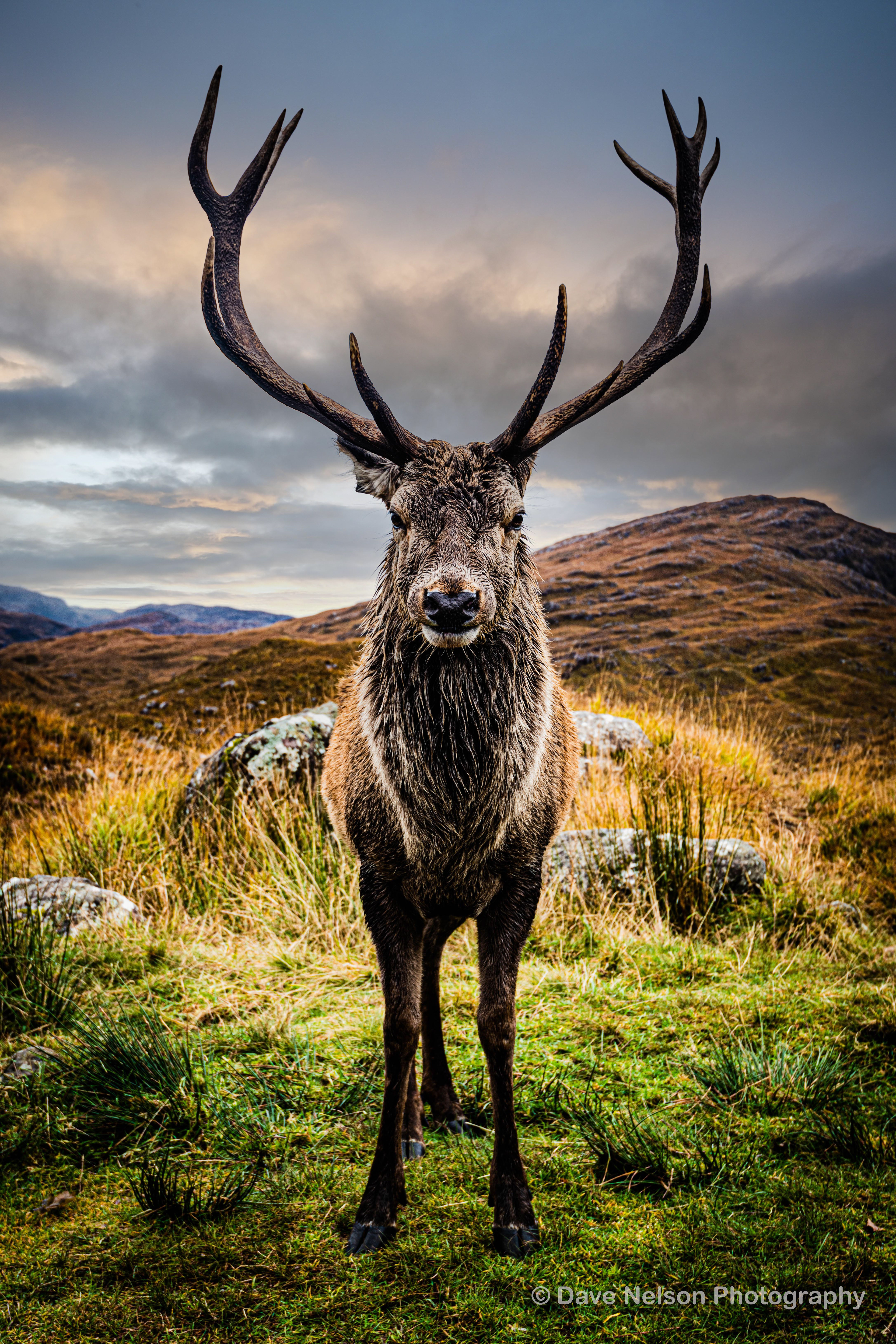 Inquisitive Stag, Torridon, Wester Ross, Scotland