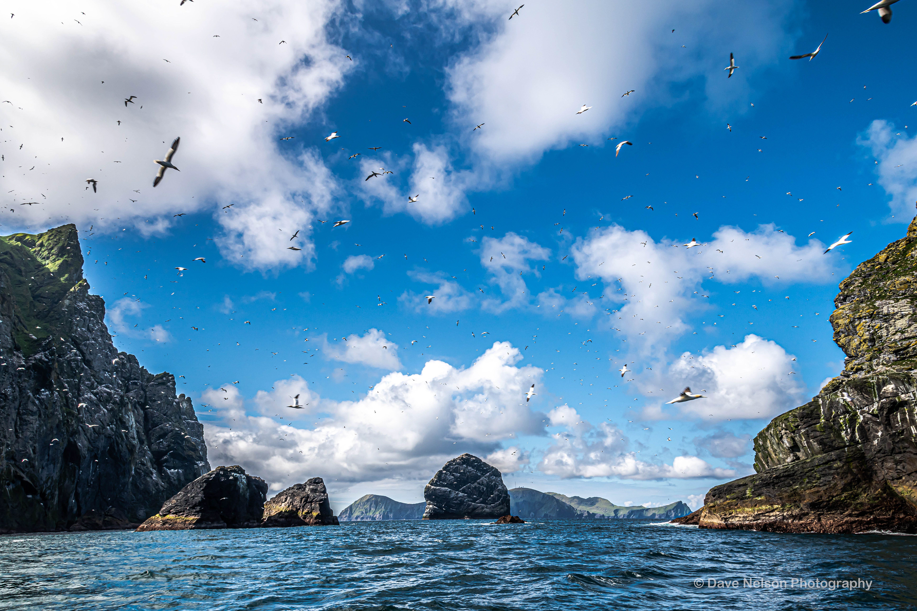 Gannet Central, Sea Stacks, St Kilda Archipelago