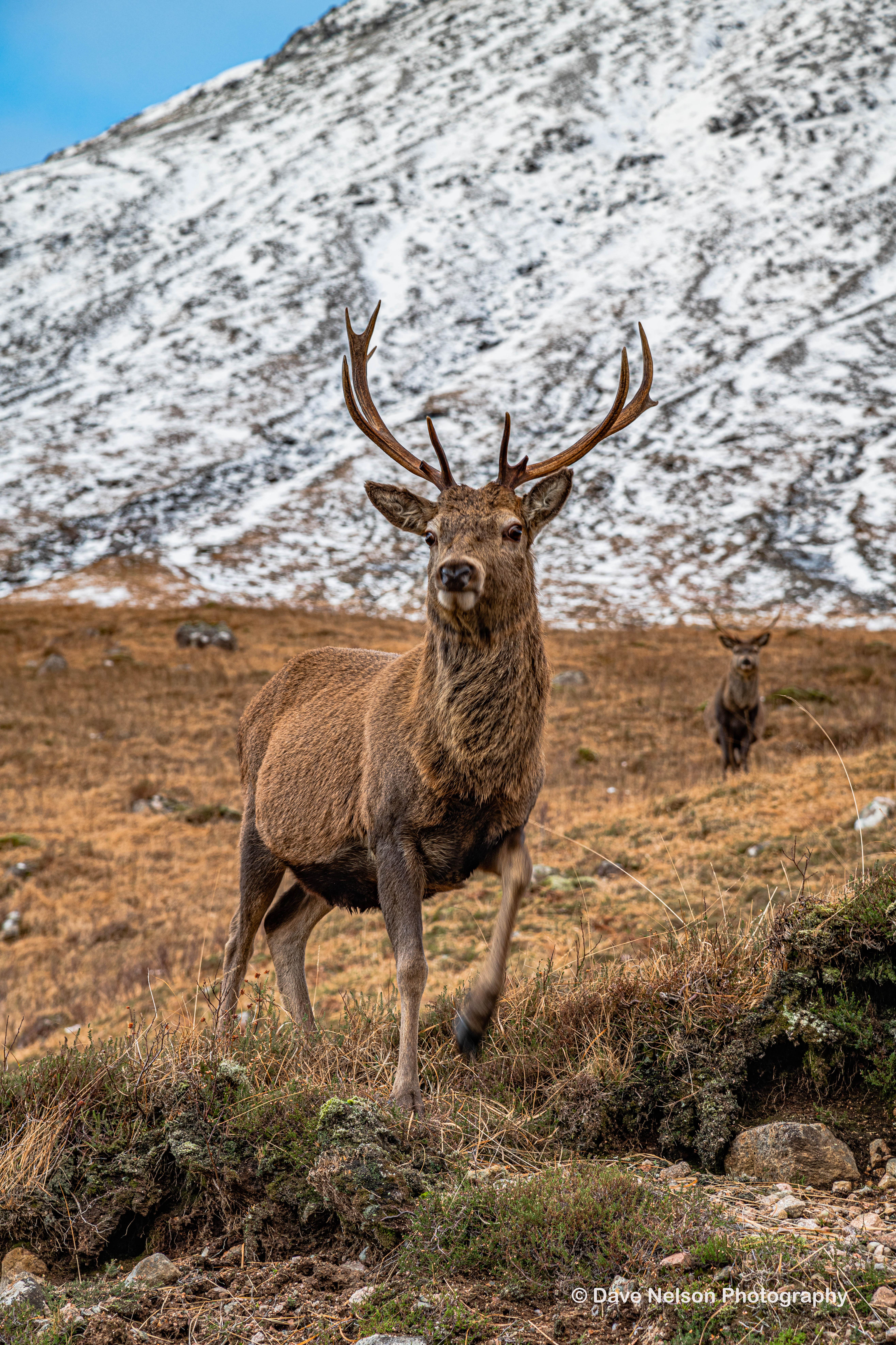 Cautious but Curious - Red Stag, Glen Etive, highlands, Scotland