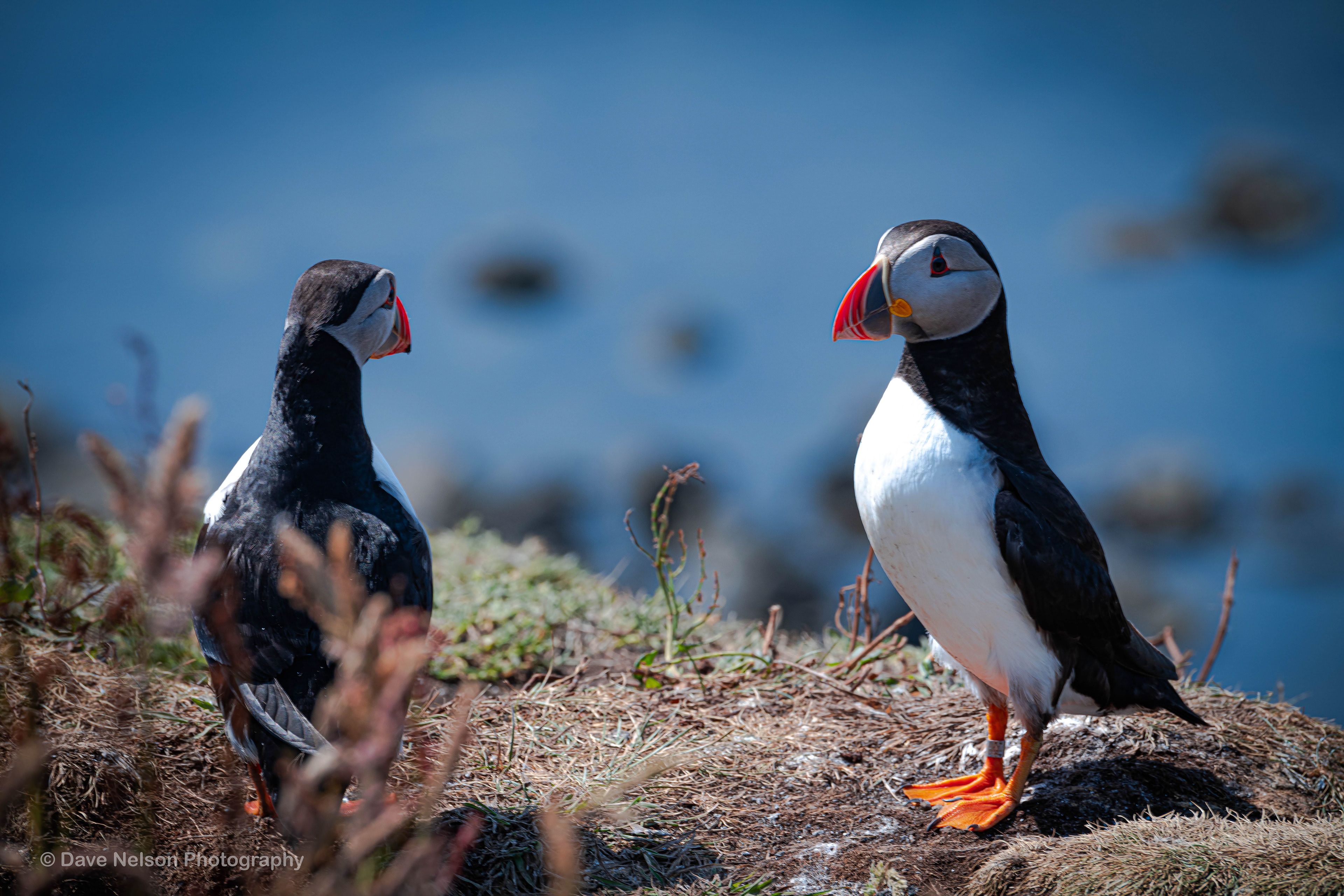 Mr & Mrs - Puffins, Lunga, Treshnish Isles, Scotland