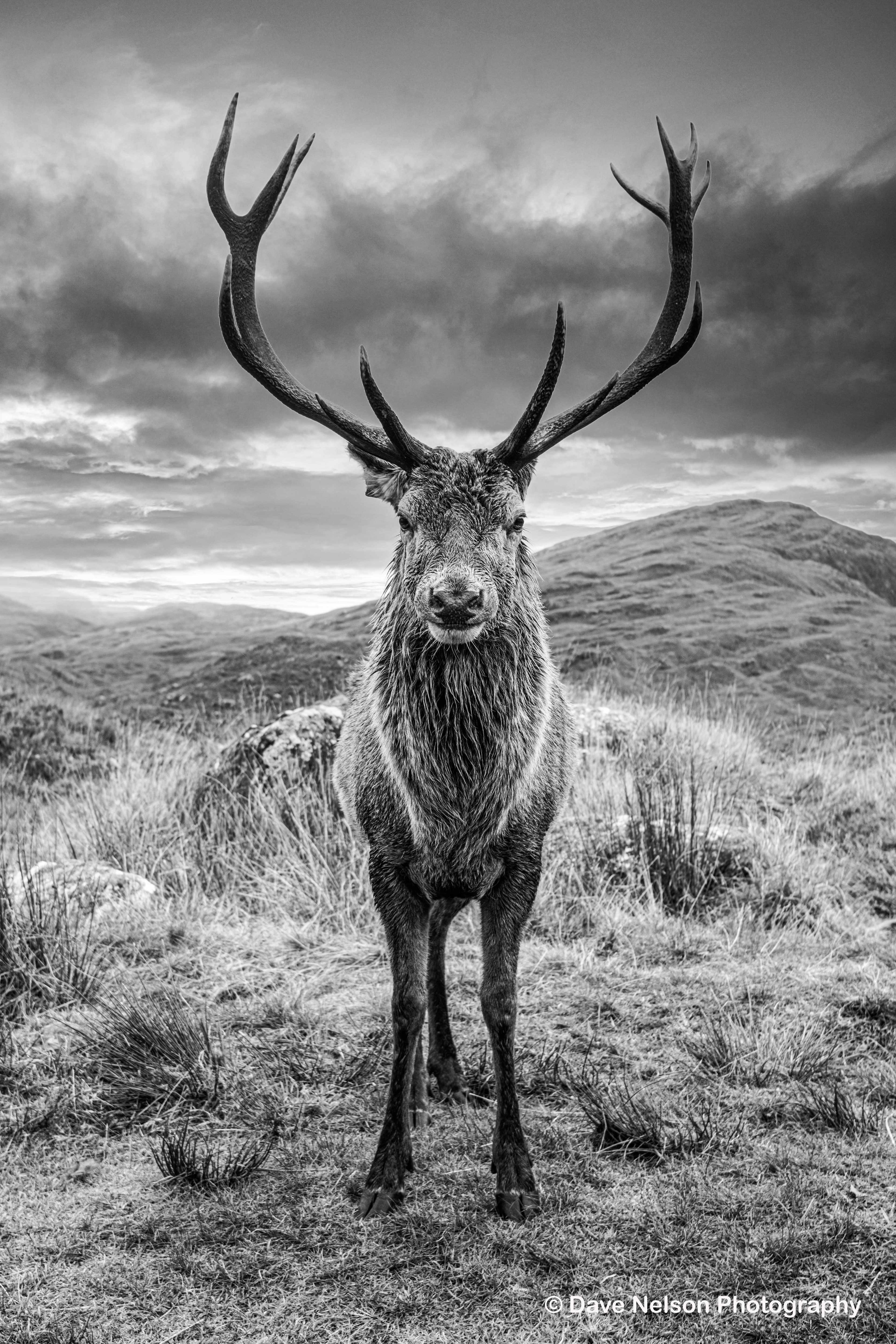 inquisitive Stag (Monochrome), Torridon, Wester Ross, Scotland