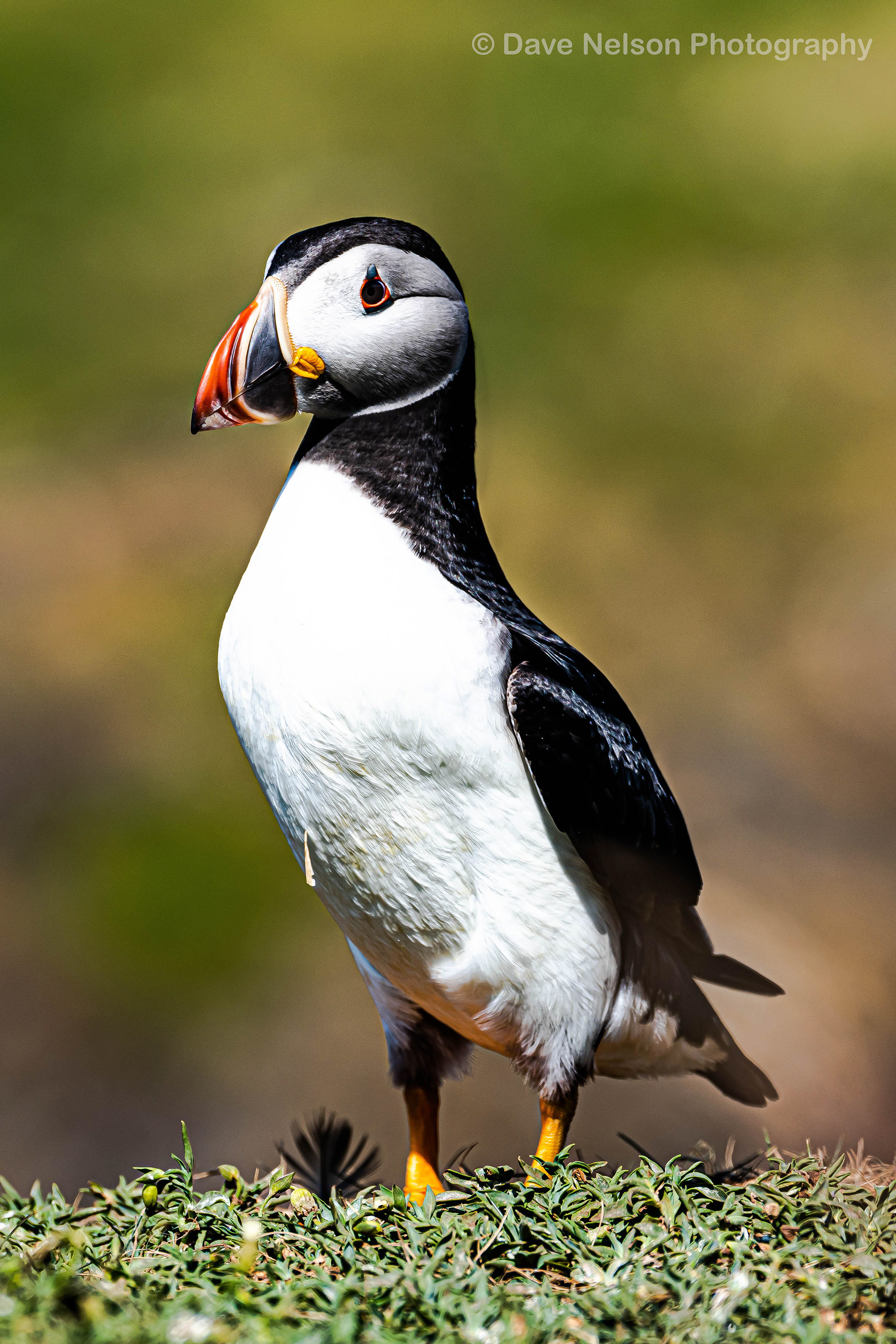 Poser - Puffin, Staffa, Treshnish Isles, Scotland