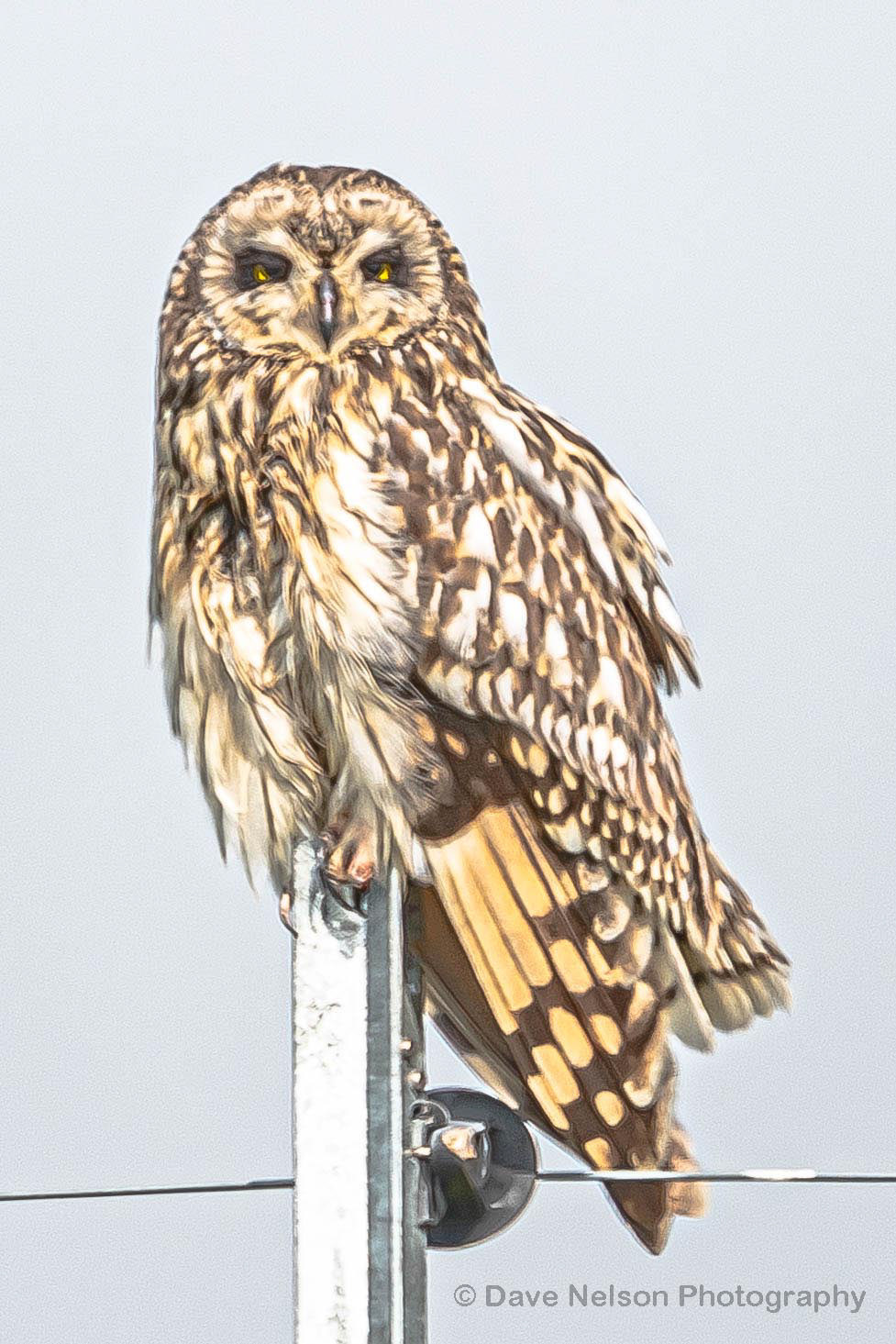 Patiently Waiting - Short Eared Owl, Mull, Inner Hebrides, Scotland