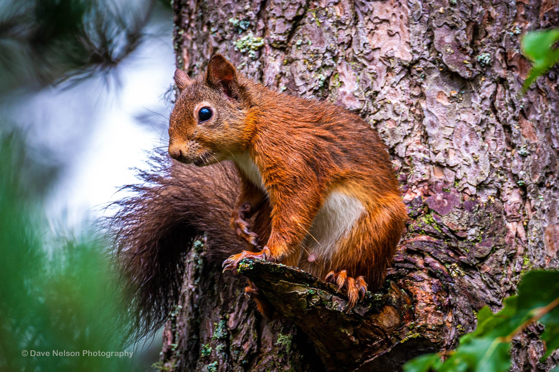 Foraging - Red Squirrel, Abernethy, Highlands, Scotland