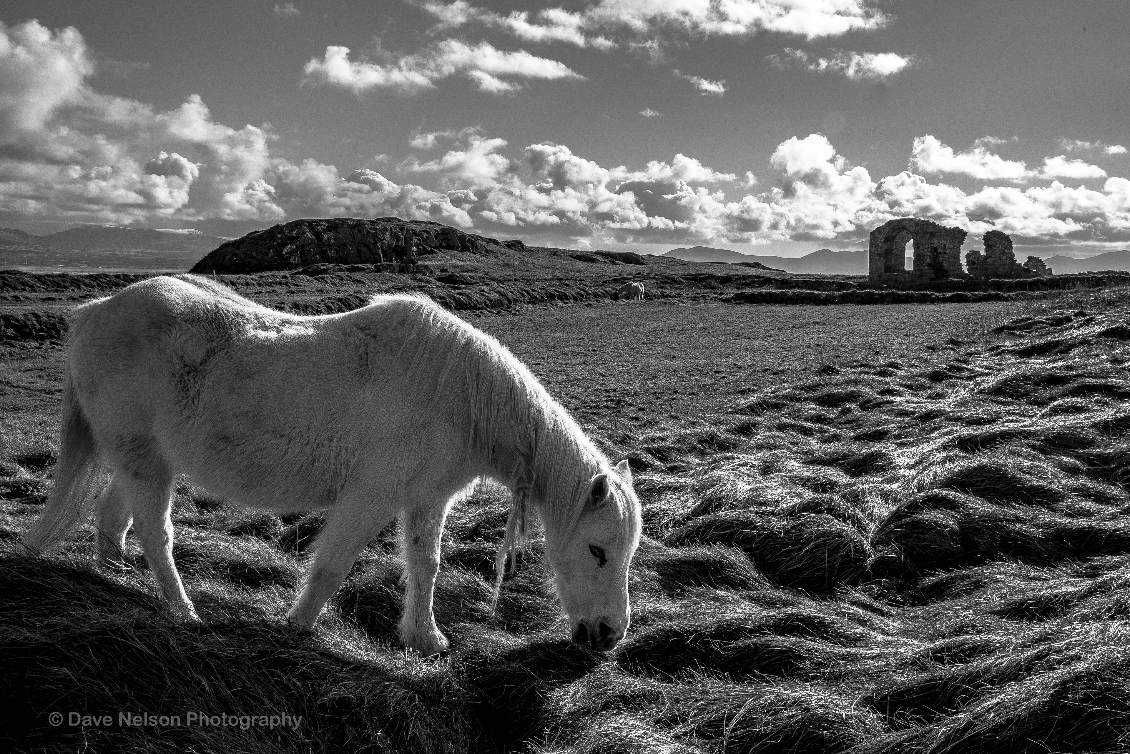 Wild Horse, Llanddwyn Island, Newborough, Anglesey, Wales