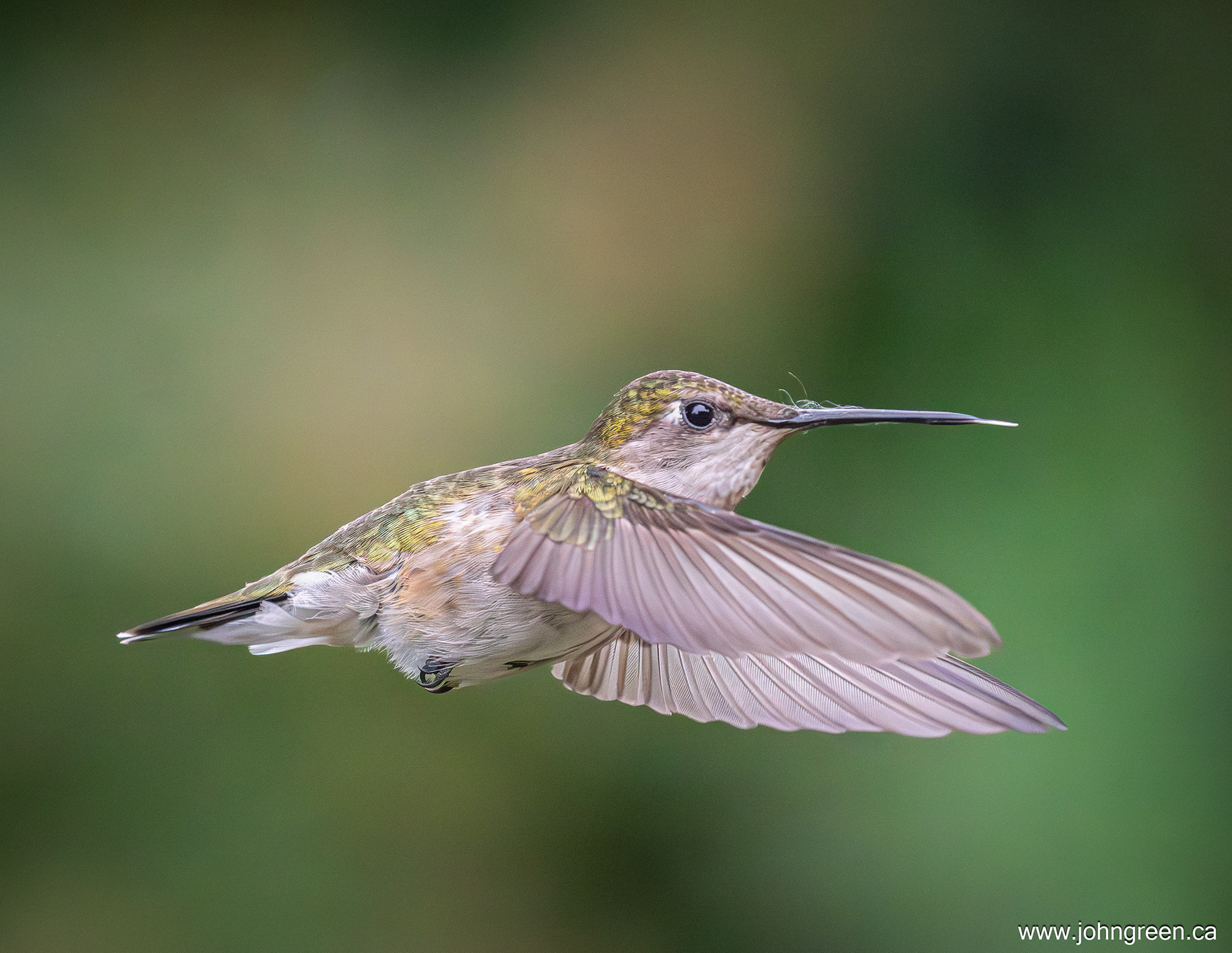 Ruby-throated Hummingbird