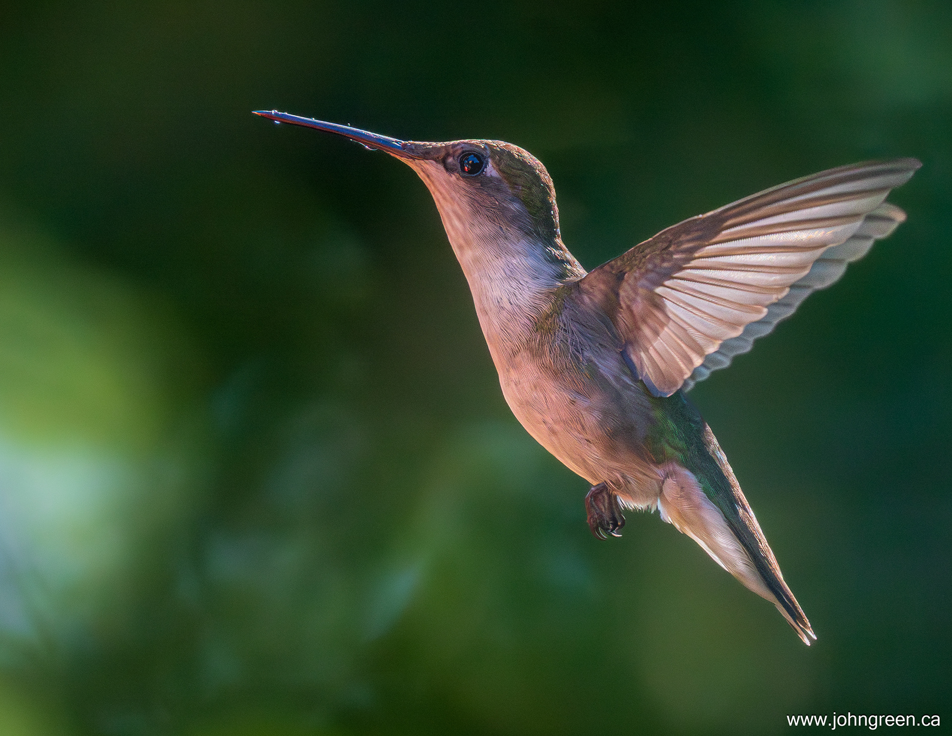 Ruby-throated Hummingbird in the garden