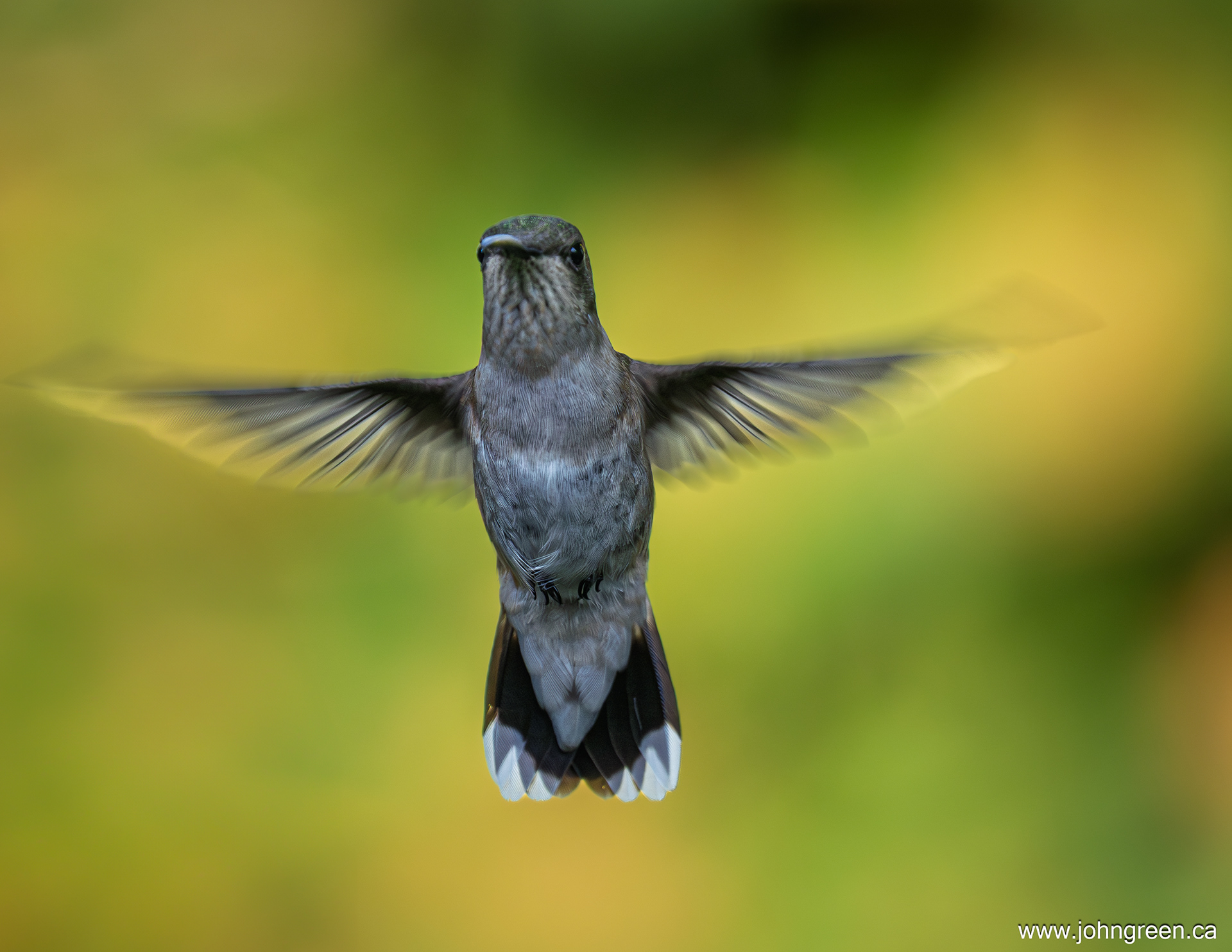 Ruby-throated Hummingbird