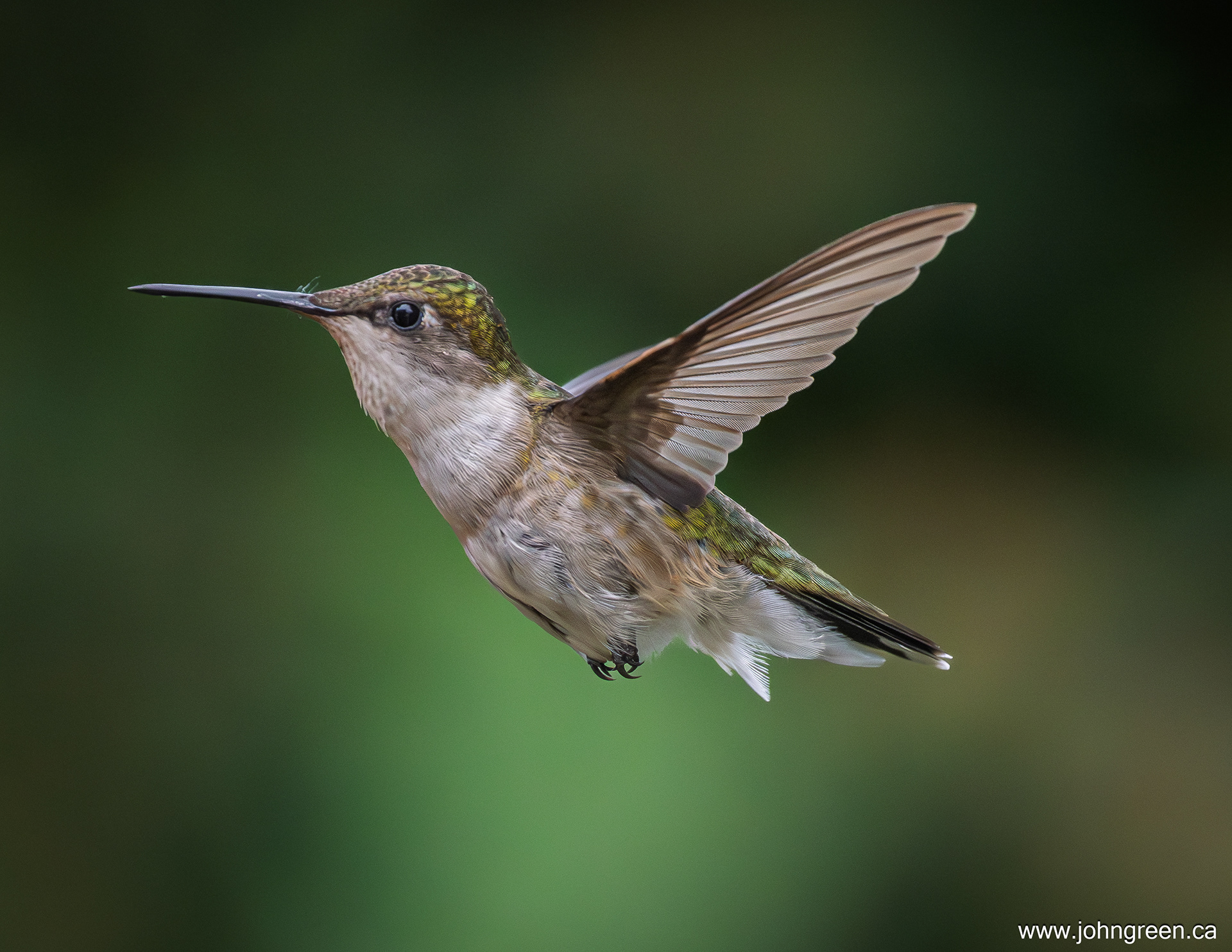 Ruby-throated Hummingbird