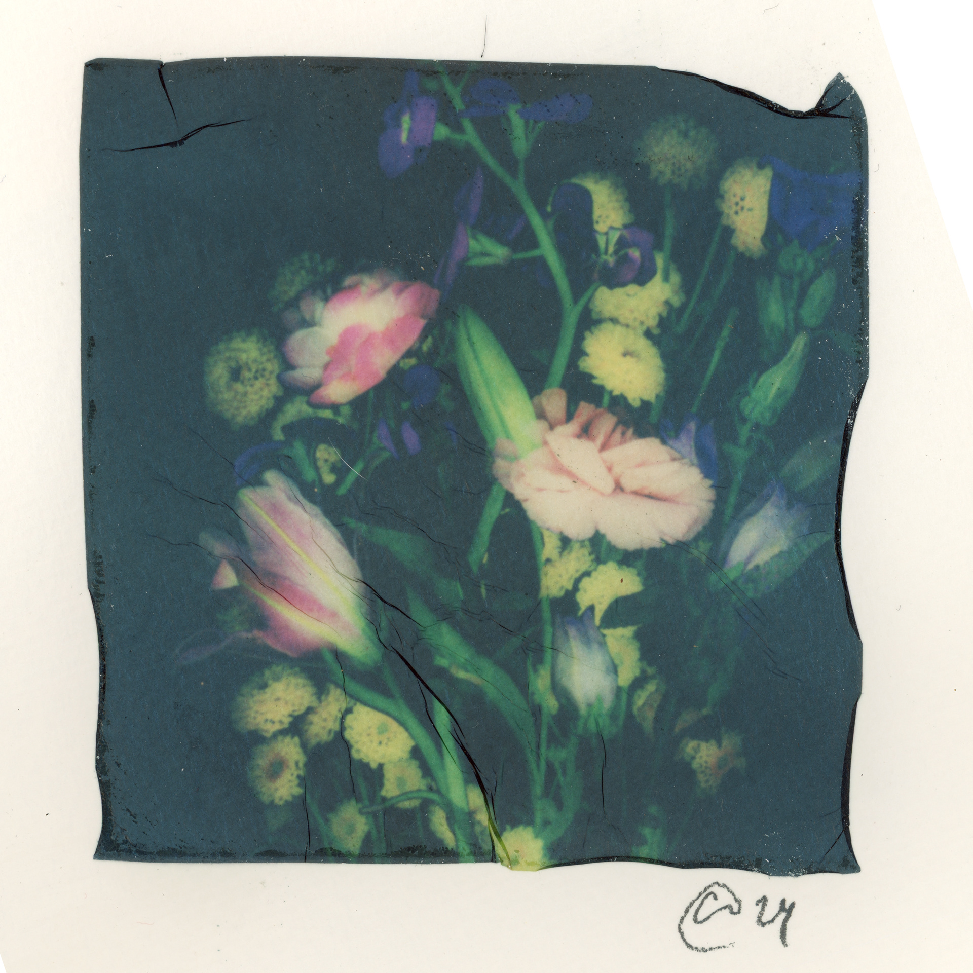 "Petals in Bloom (3)"
