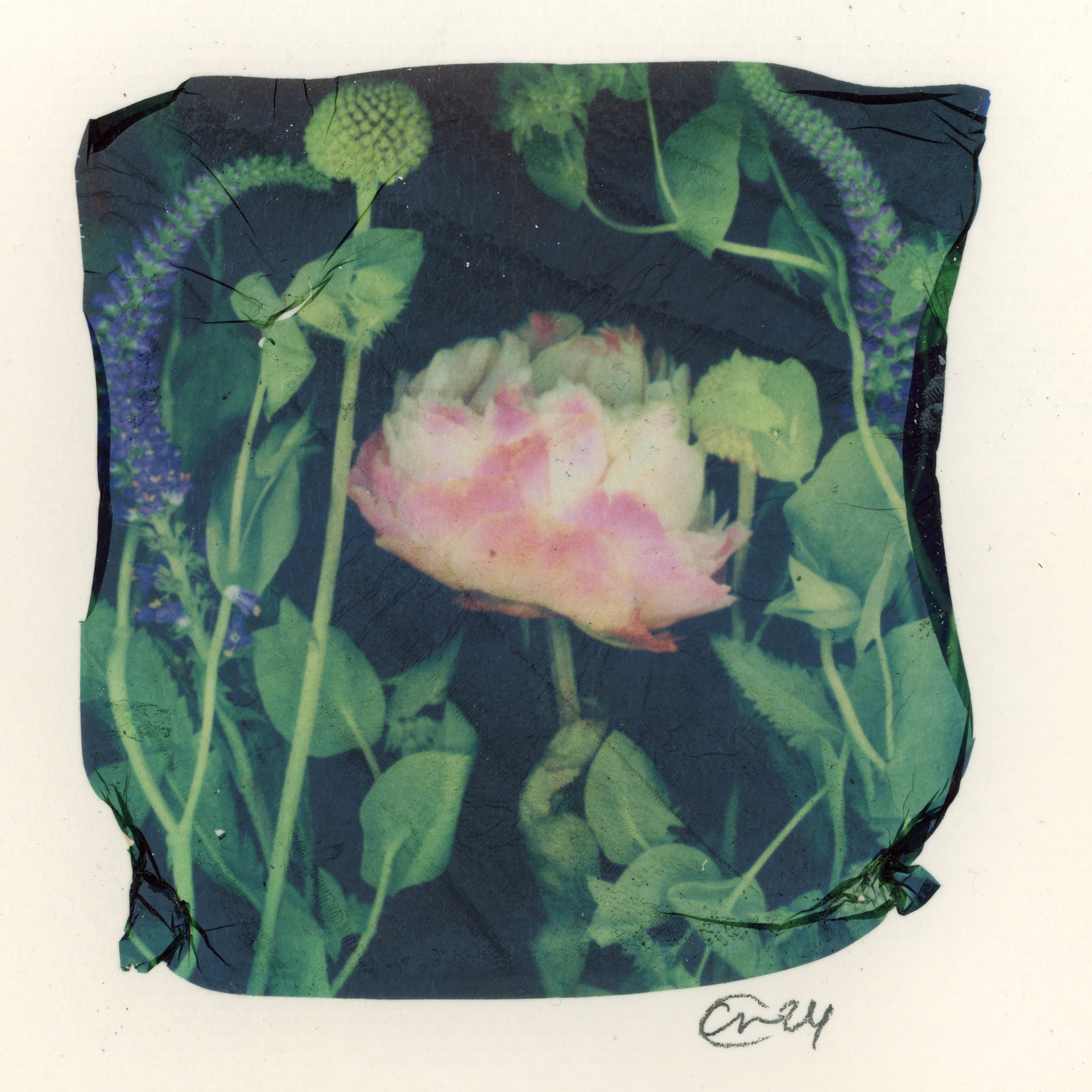 "Petals in Bloom (2)"
