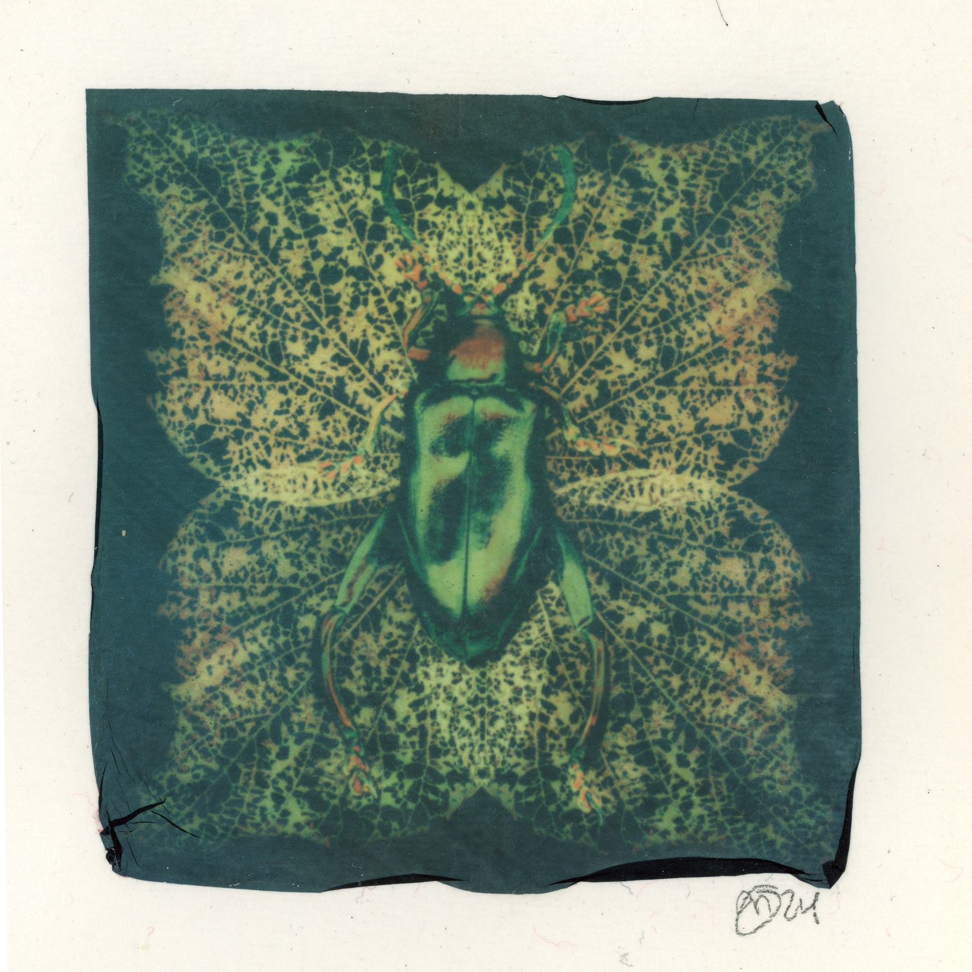 "Cryptic Coloration"