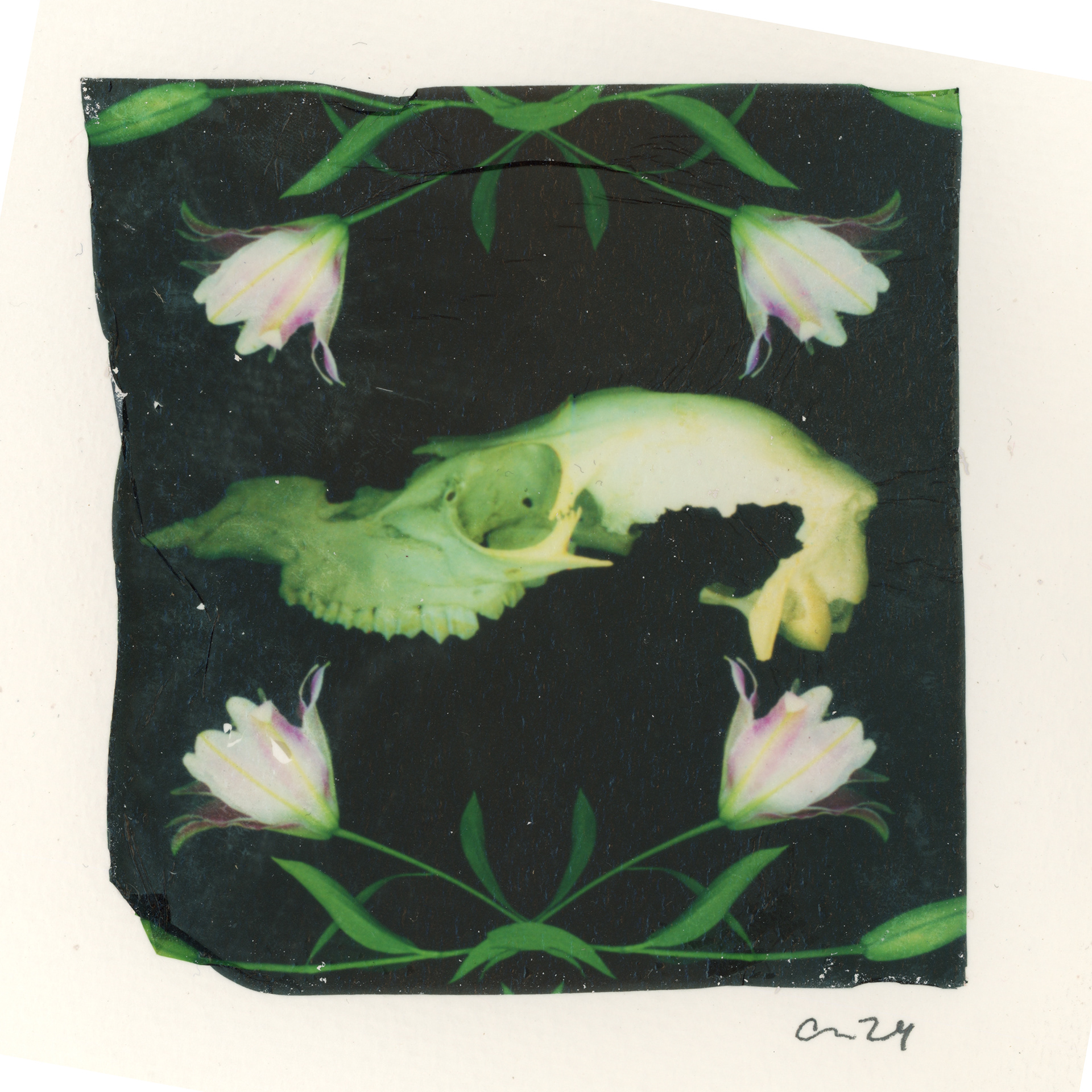 "Ephemeral Bloom"