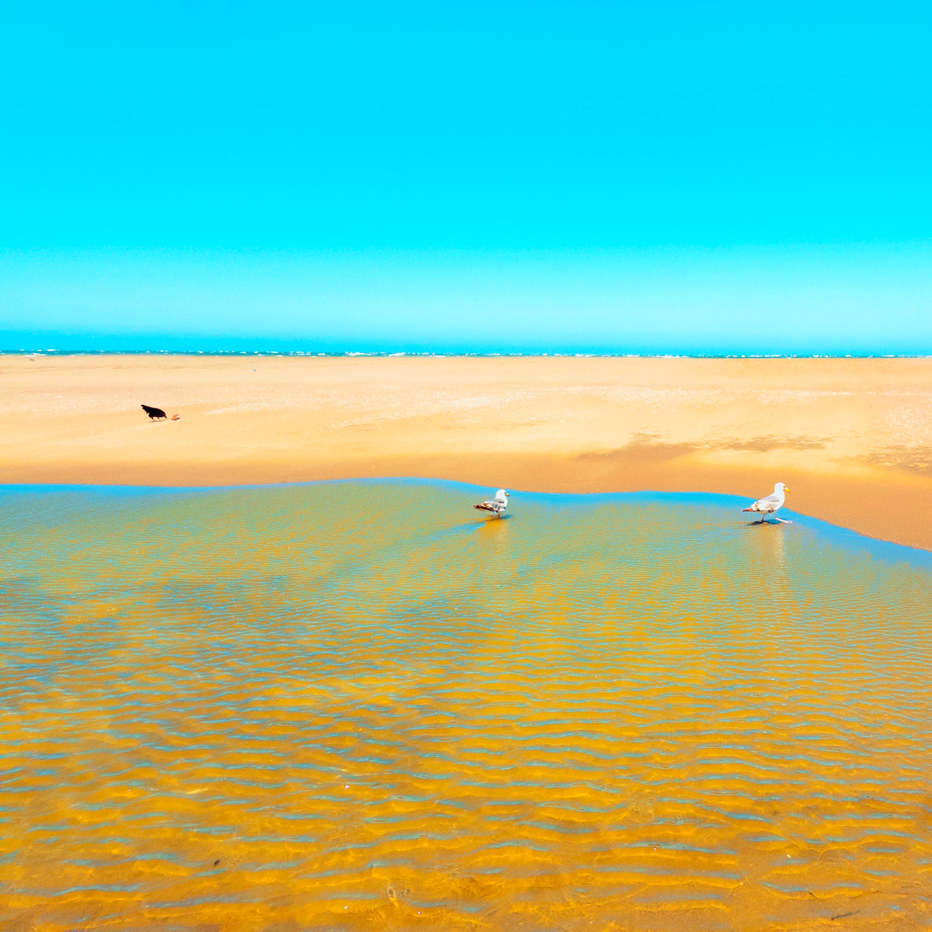 Ocean Beach Sands. No.17