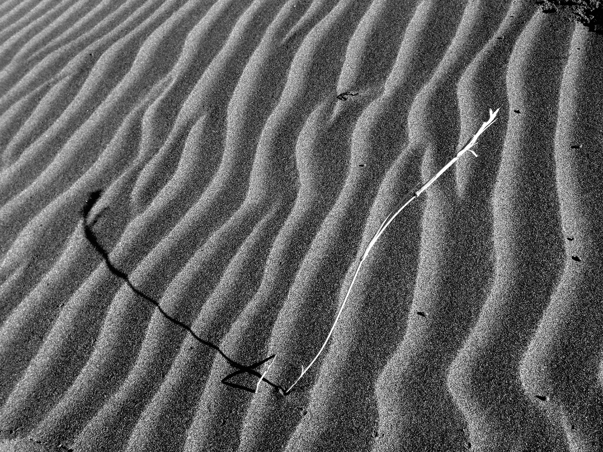 Sand Wrinkles