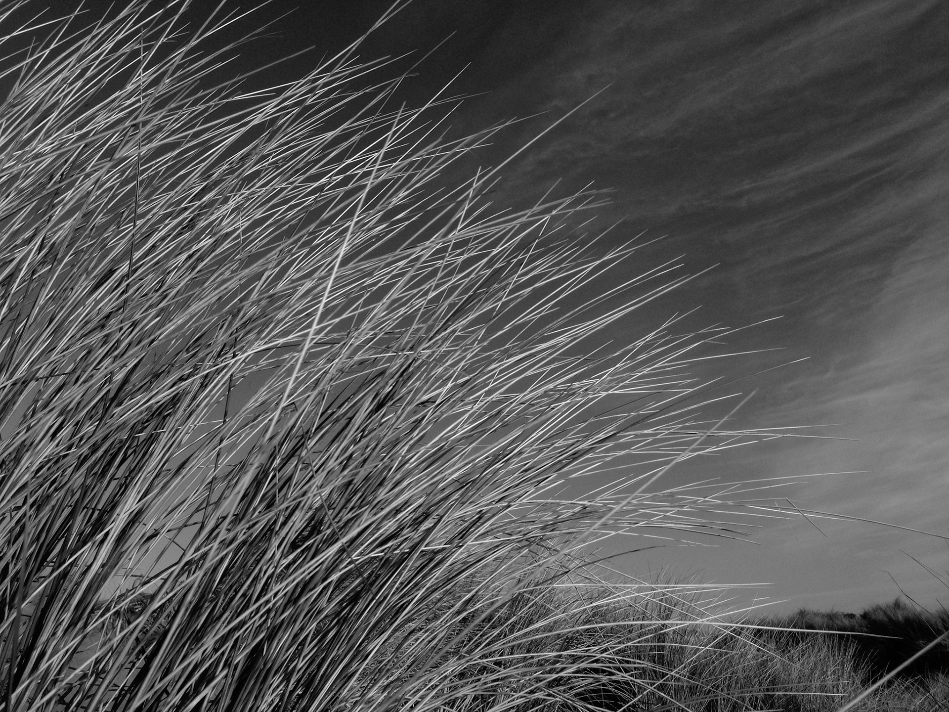 Beach Grass No.1