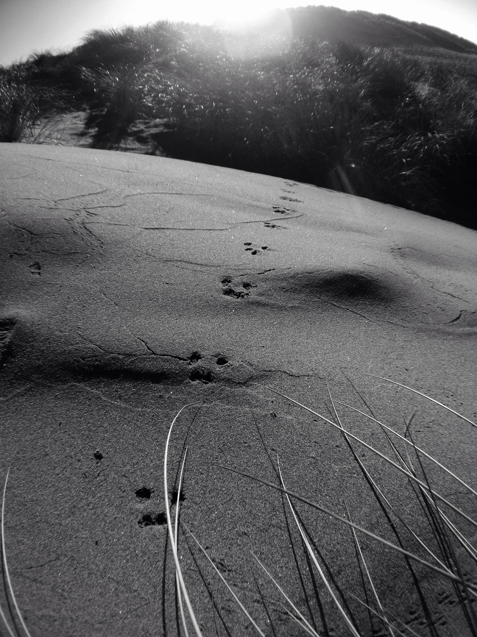 Bird Prints