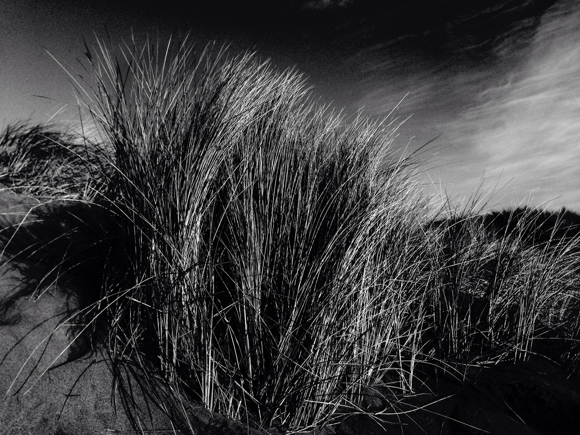 Beach Grass No.2