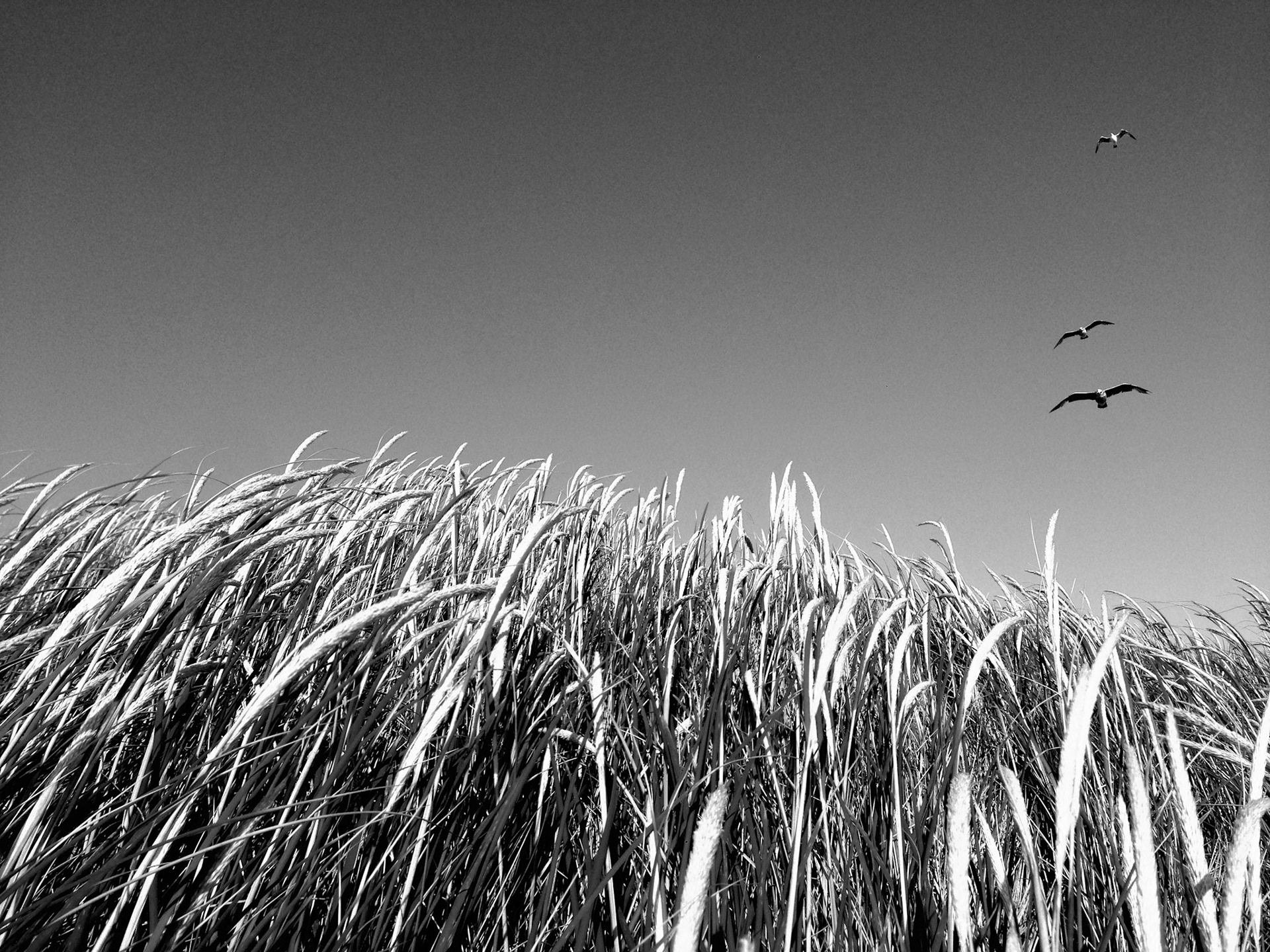 Beach Grass No.3
