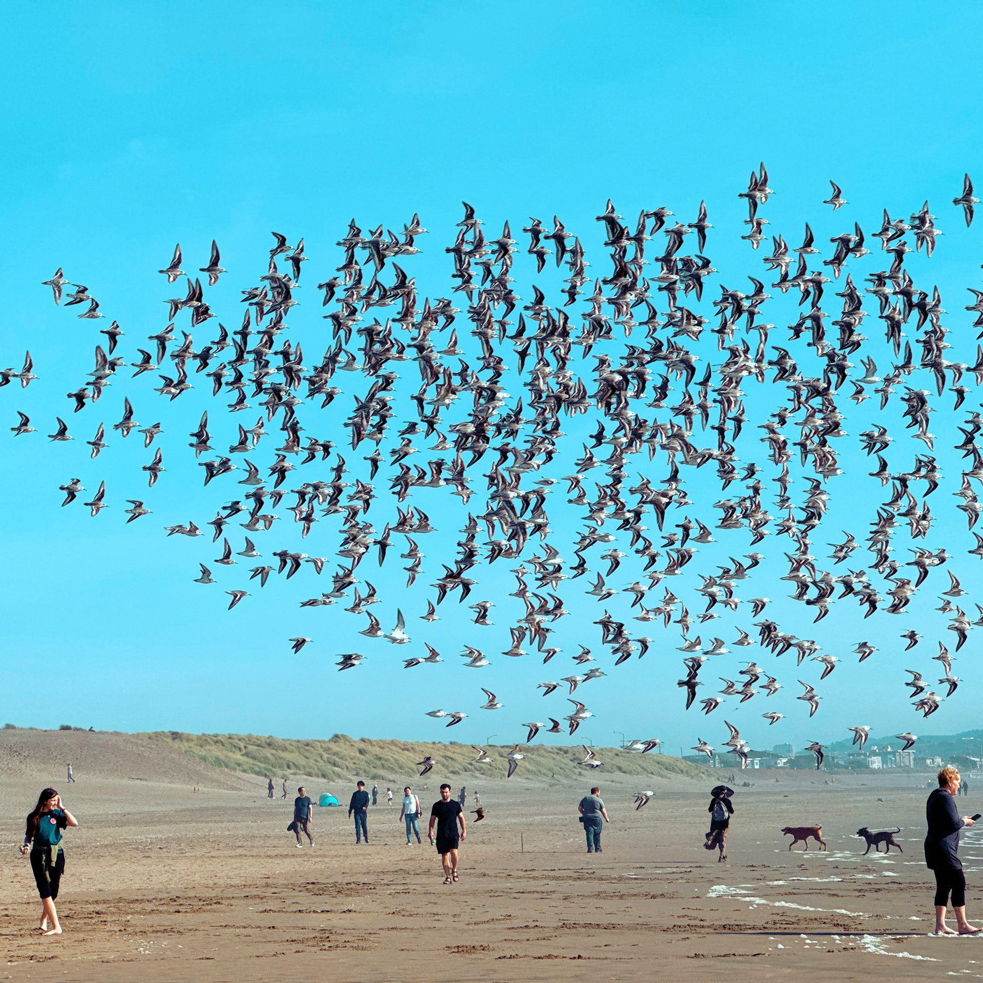 Ocean Beach Sands No.34