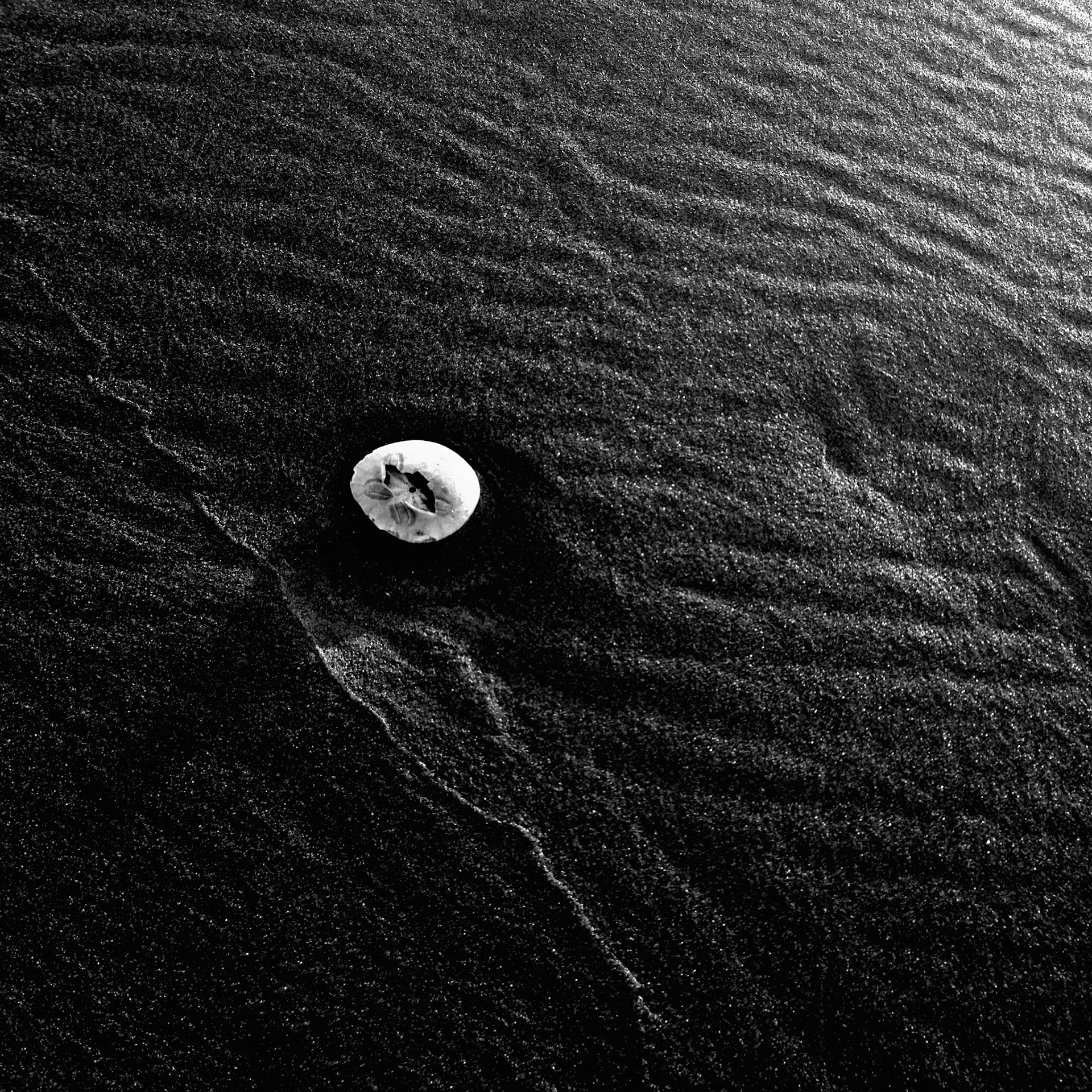 Dollar Shell on Beach