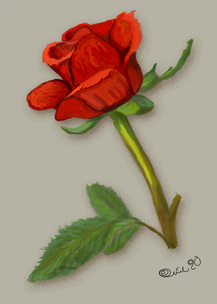 Red Rose (Photoshop)