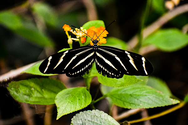 Macro wildlife photograph highlighting the symmetry of a butterfly against vibrant foliage, using natural contrast to emphasize color and detail.