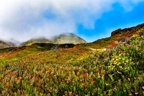 Mountain landscape photograph capturing layers of mist, vibrant wildflowers, and lush hills to create depth and atmospheric perspective.