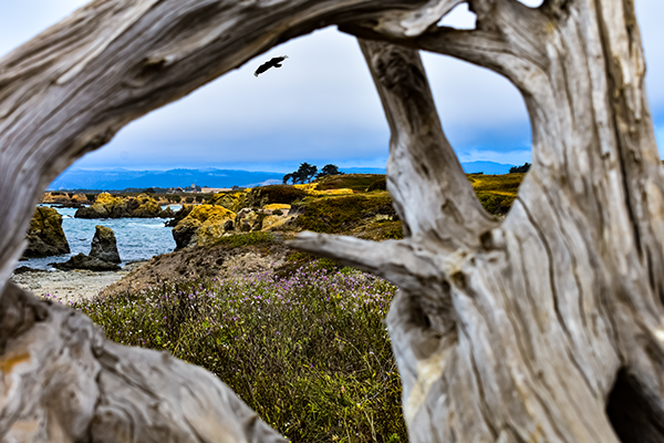 Coastal landscape photograph capturing a bird in flight through naturally framed driftwood, emphasizing timing, composition, and scale.