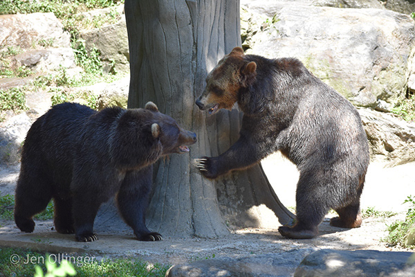 Wildlife photograph capturing two bears in a quiet, natural moment, emphasizing composition, texture, and environmental storytelling.