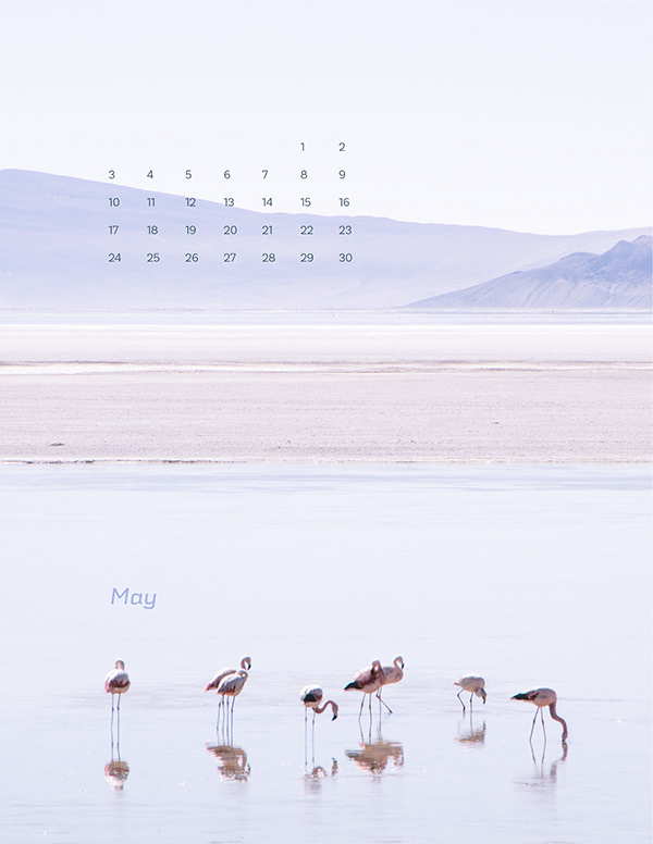 Salt flat with flamingoes