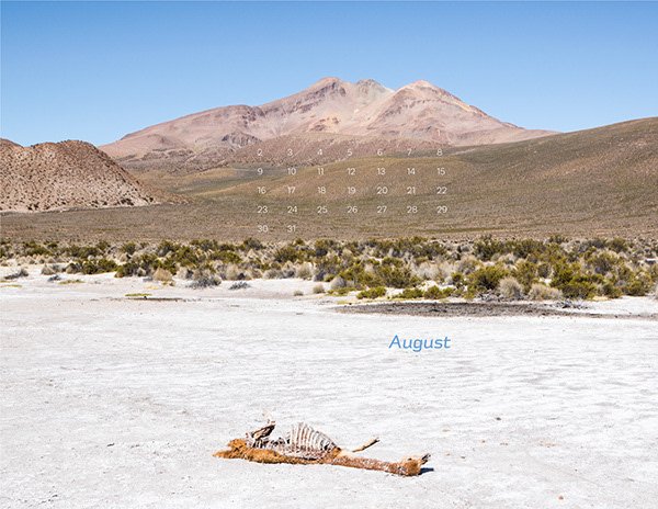 Vicuña skeleton in Salar de Surire