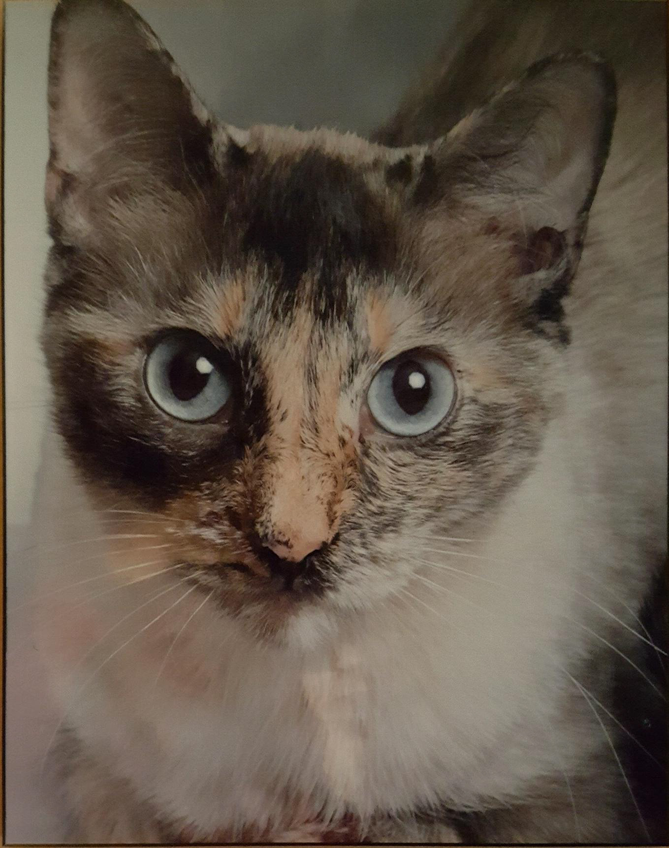 My Fur-kid Tootsie <3