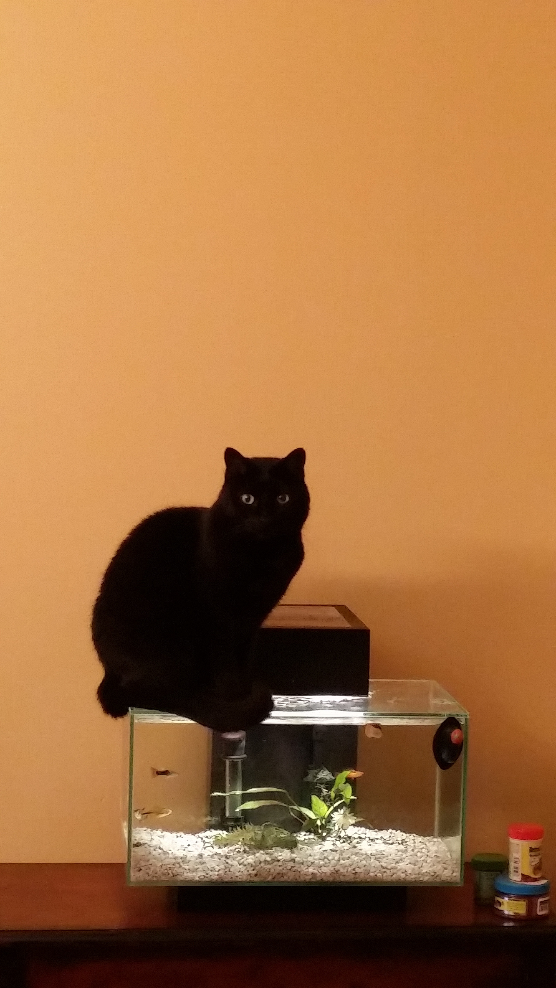 My husband's cat, Noelle
