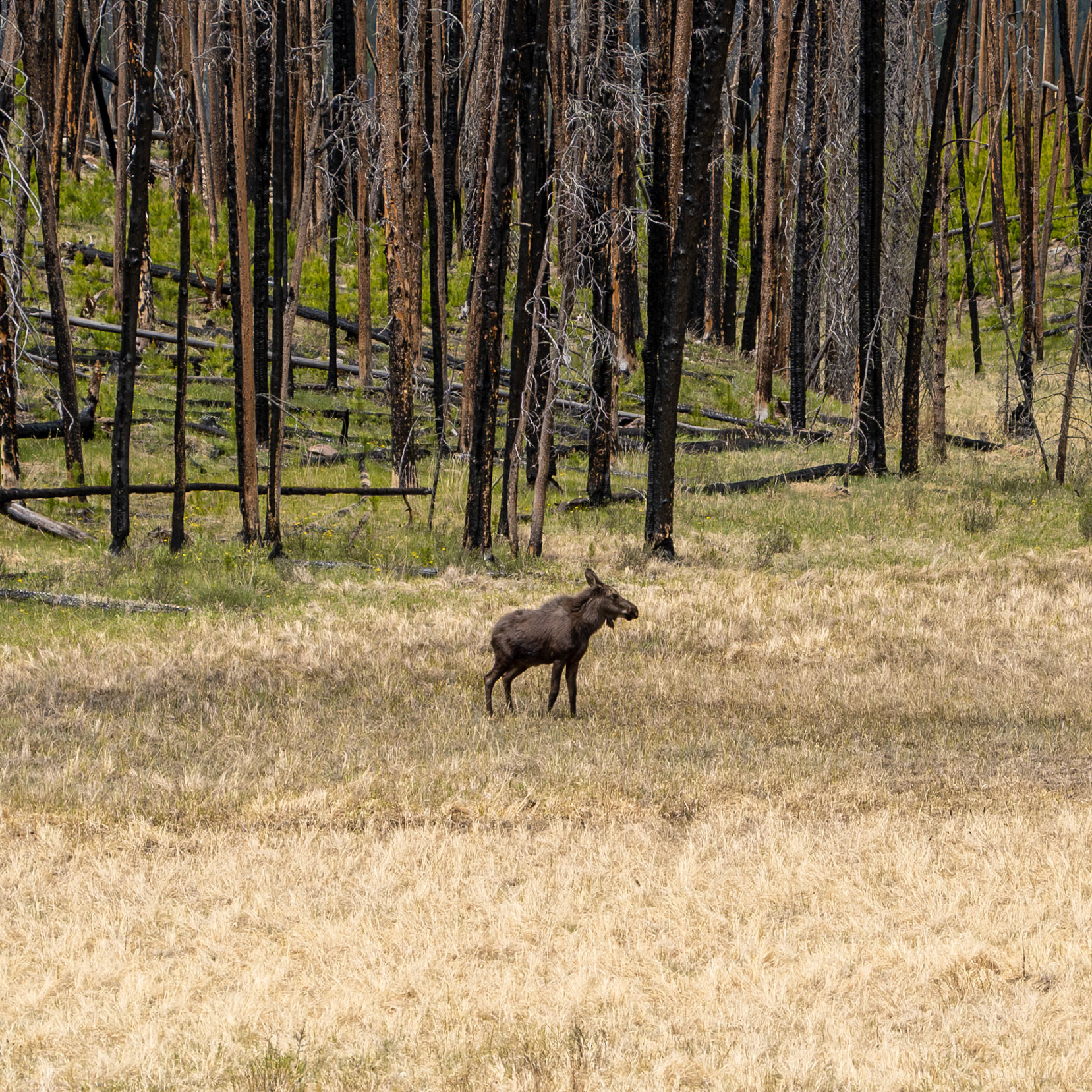 Rocky Mountain National Park