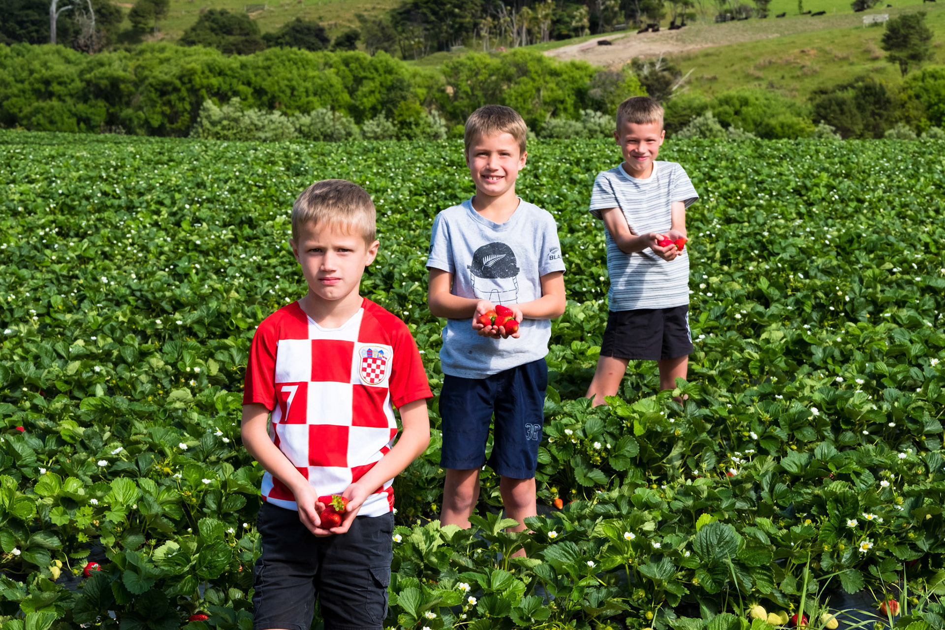 Freshmax NZ Strawberries - November 2018 - by John Miles Photography