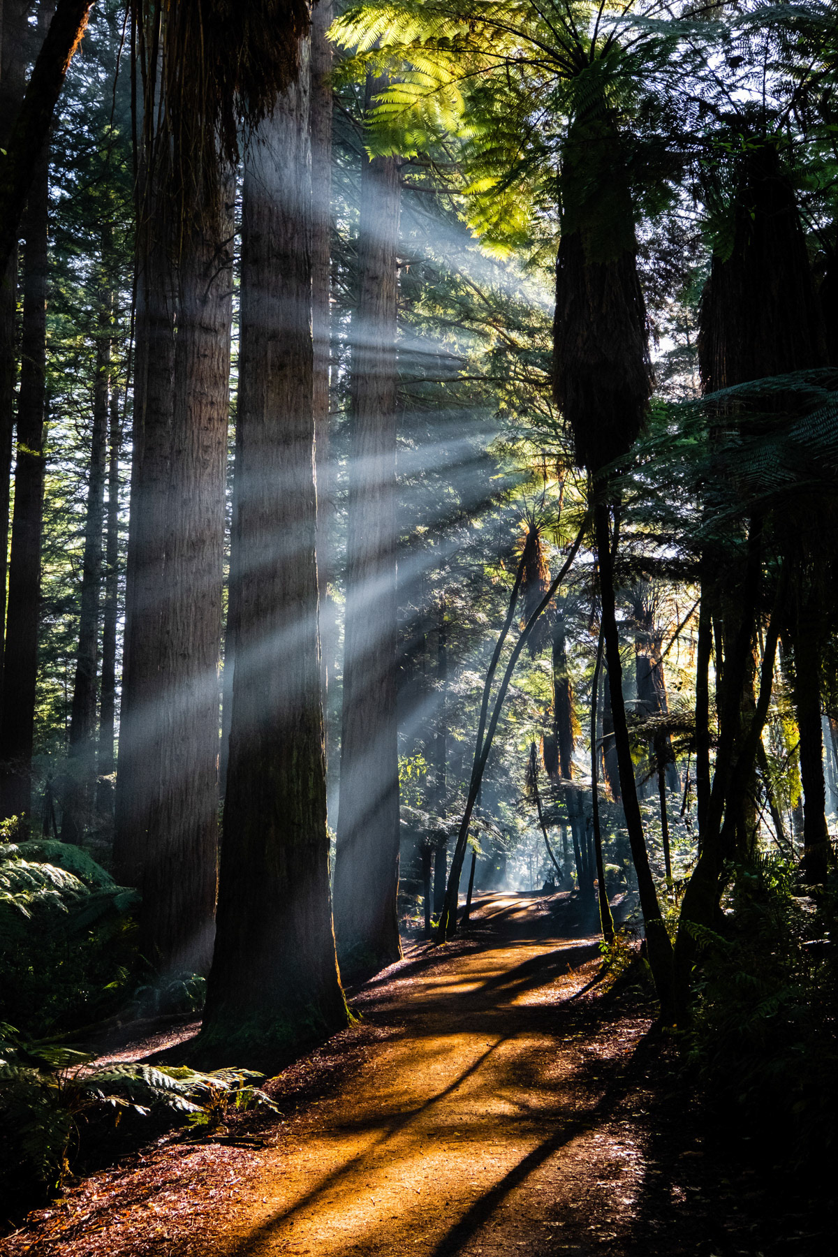 Redwoods Morning