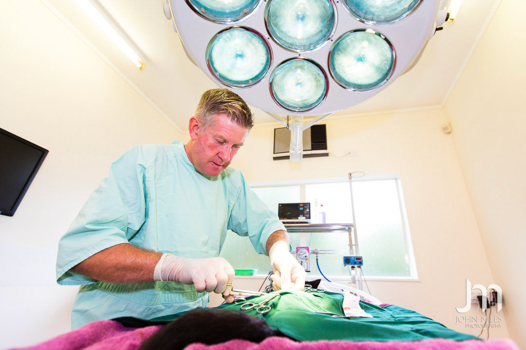 Carlyle Vet Clinic. Business Life Photography by Hawke's Bay Photographer John Miles Photography