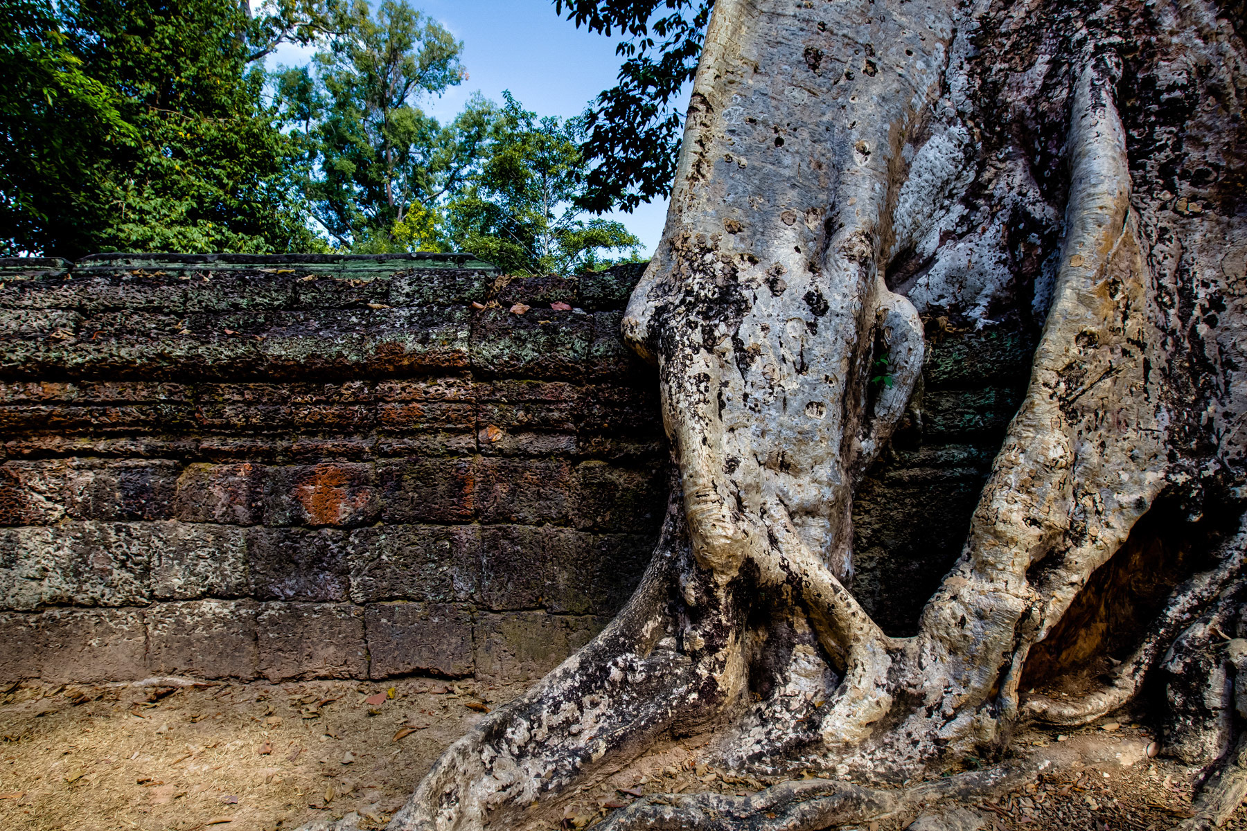 Ta-Prohm Trees - Cambodia
