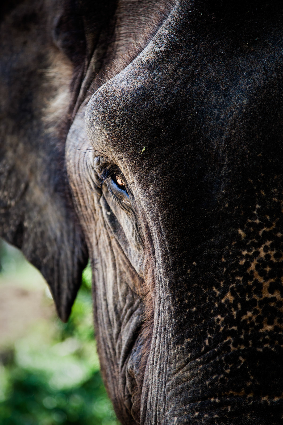 Elephant Eye - Nepal