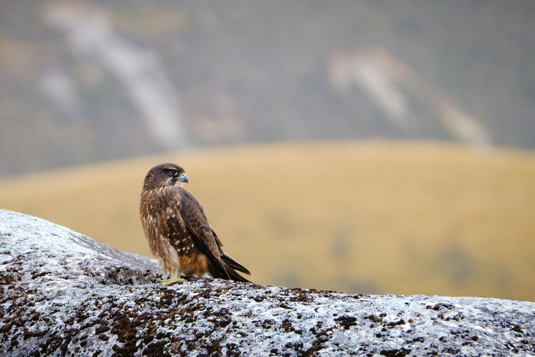 New Zealand Falcon