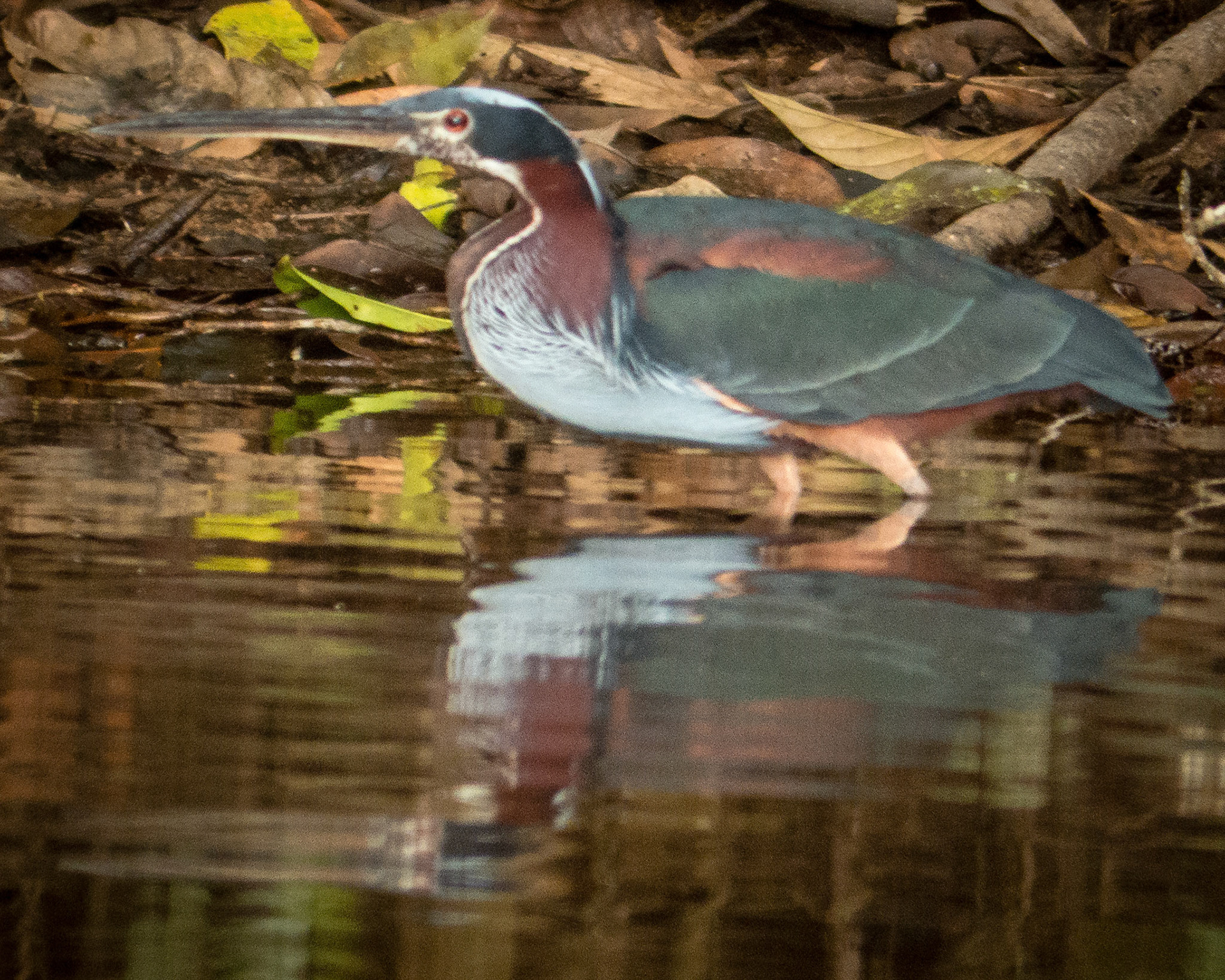 Agami Heron