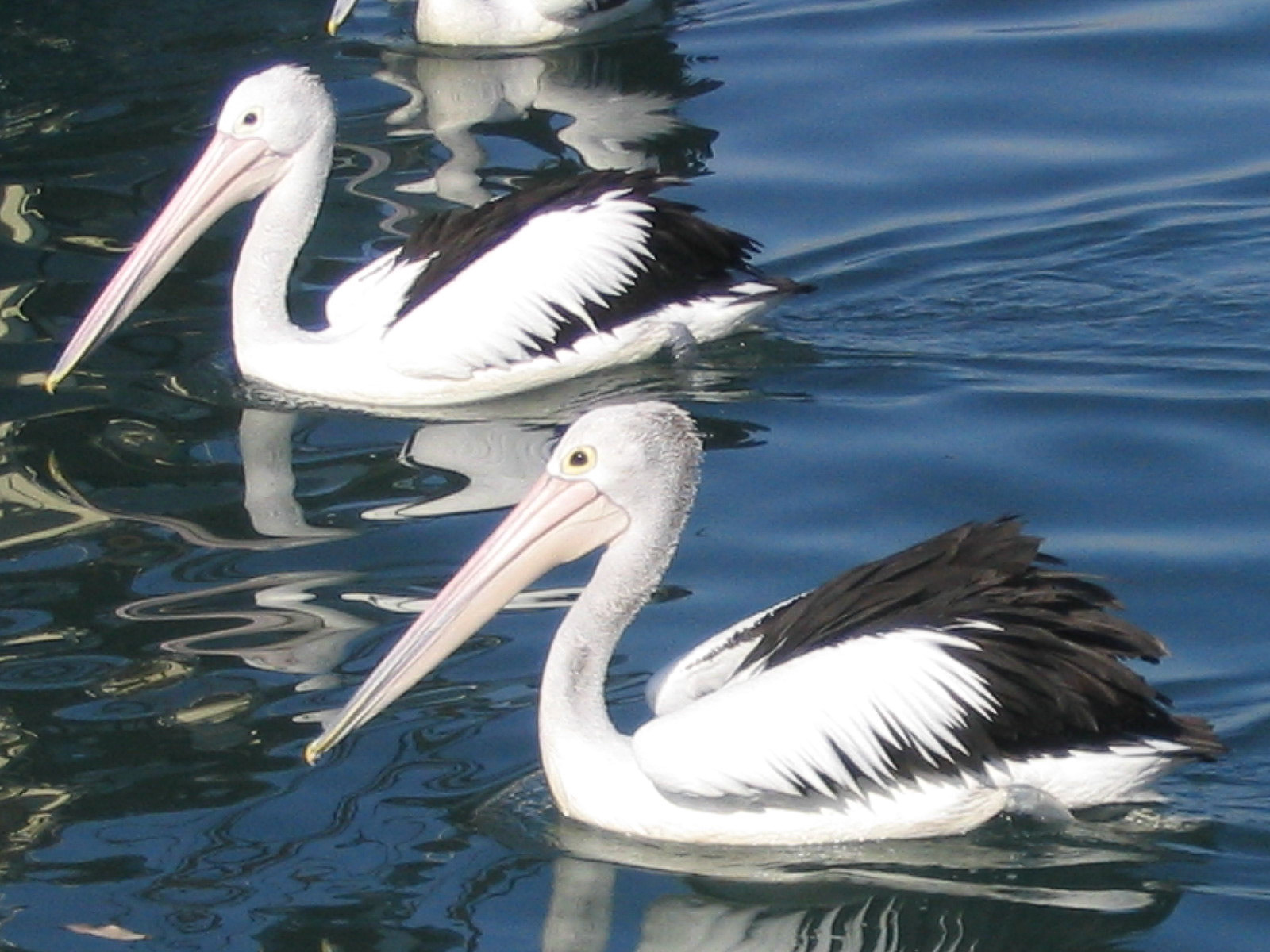 Aussie pelicans
