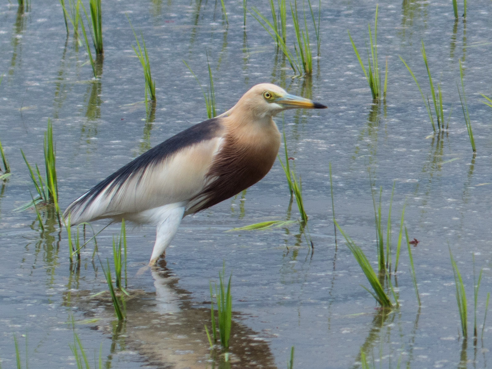 Javan Pond Heron in Bali rice field