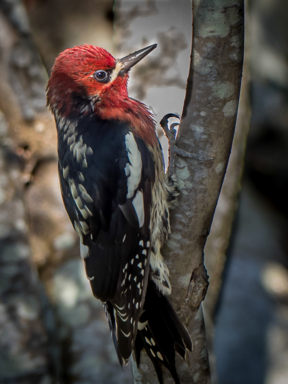 Red-breasted Sapsucker, Government House, Victoria