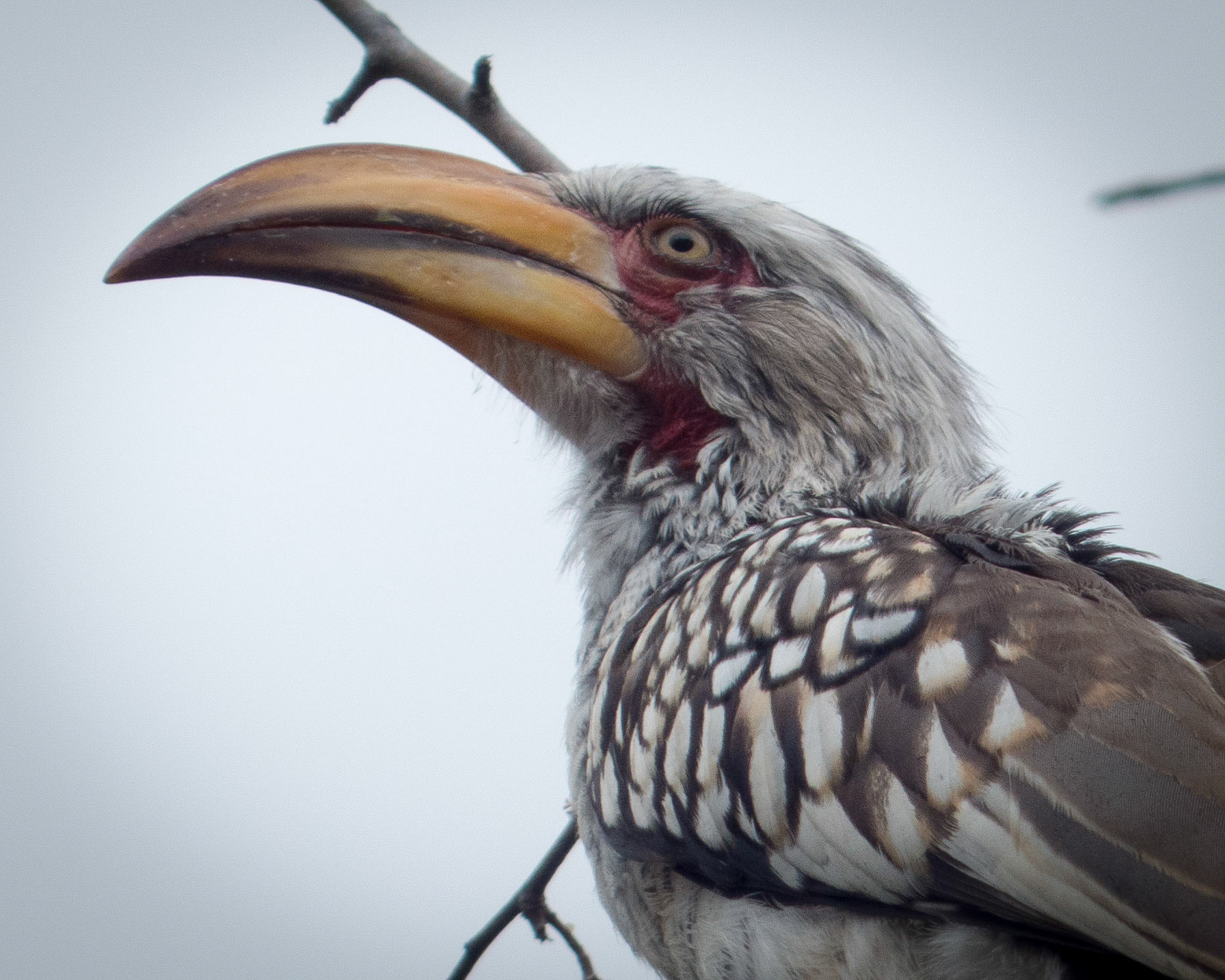 Southern Yellow-billed Hornbill, Flying Banana