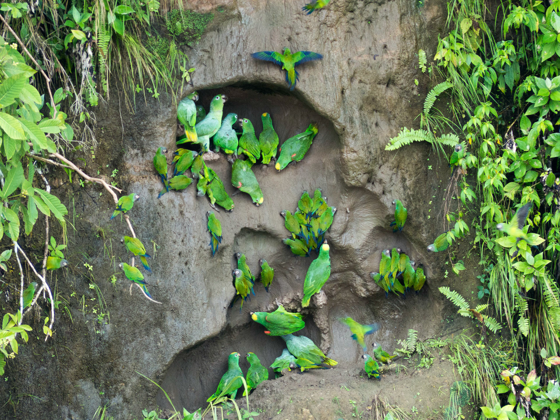 Parrots at Clay Lick