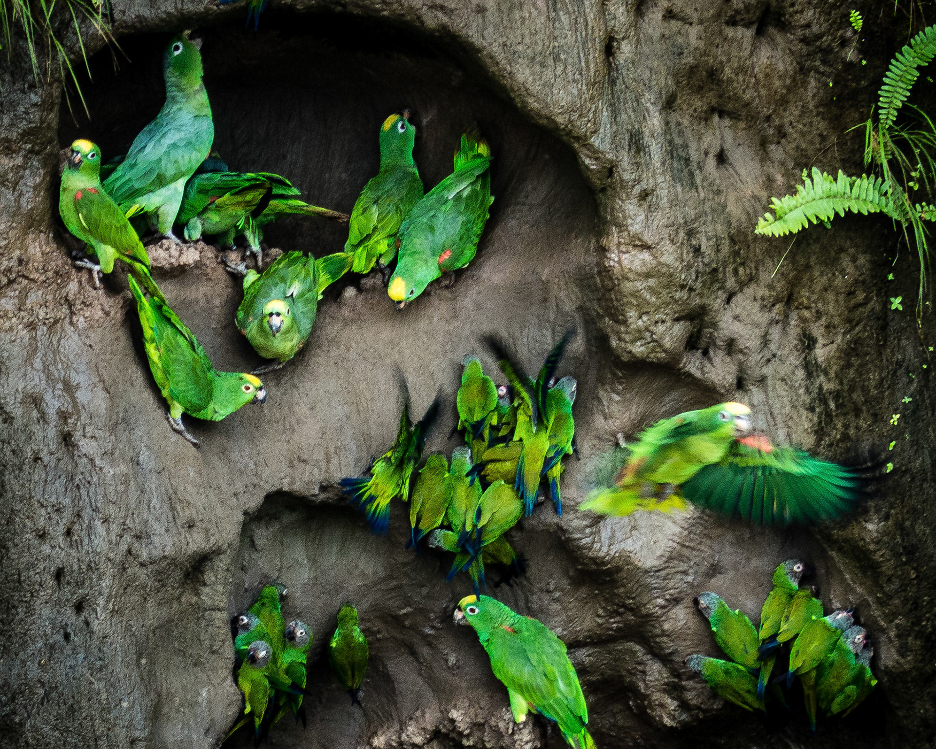 Parrots at Clay Lick