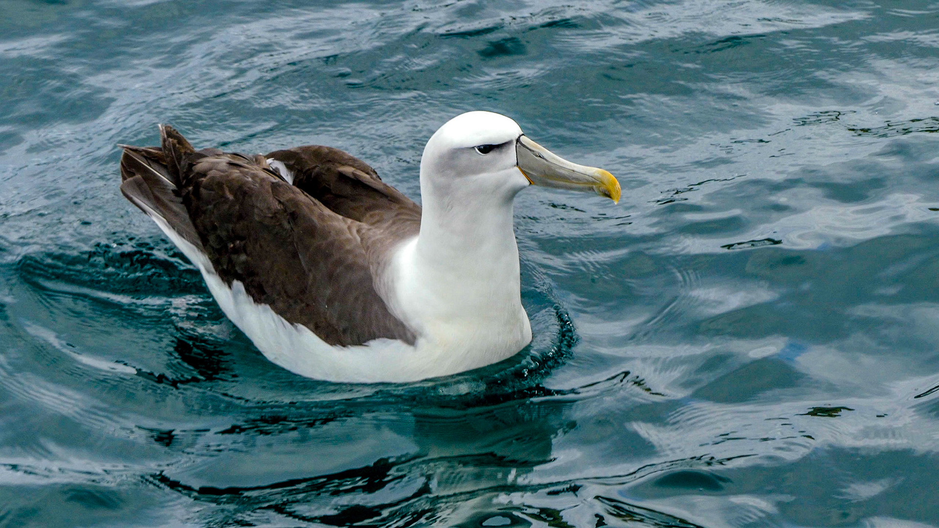 Albatross, Dunedin, NZ